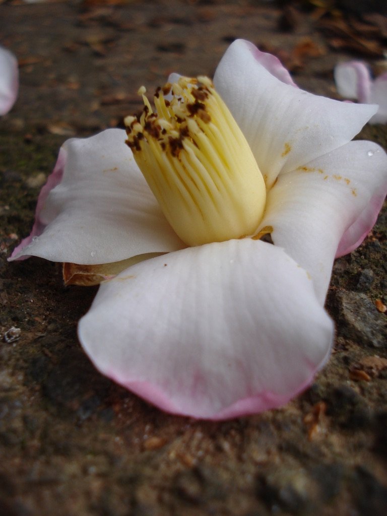  My very favorite species camellia,  Camellia saluenensis , original to Elizabeth Lawrence. 