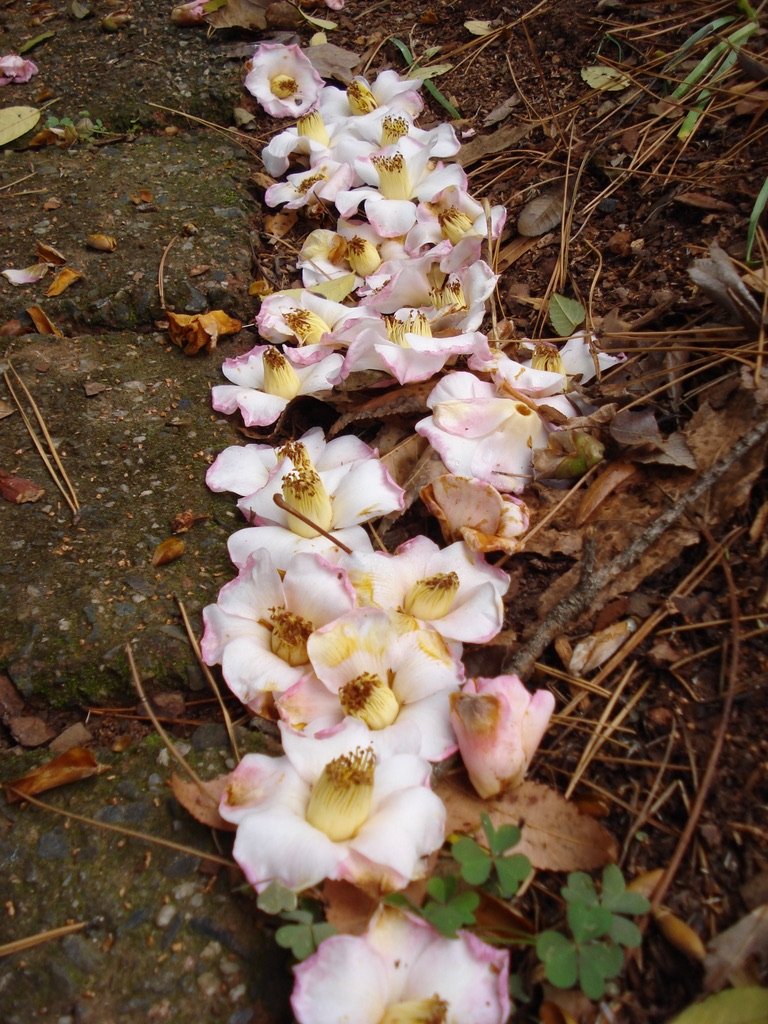  The path is bordered by  Camellia saluenensis  blooms. This camellia blooms from late October through March. 