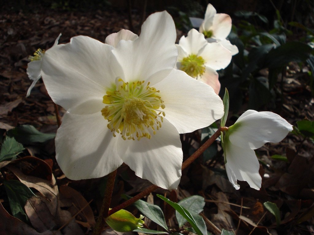   Helleborus niger  'HGC' (Christmas Rose) 