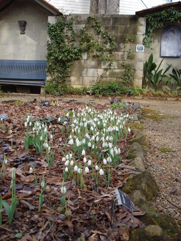  I've been working to beef up this mass of  Galanthus elwesii , and it's paying off. 