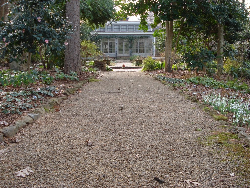  Groups of cyclamen and the "Lindie Wilson" camellia to the left, snowdrops to the right 