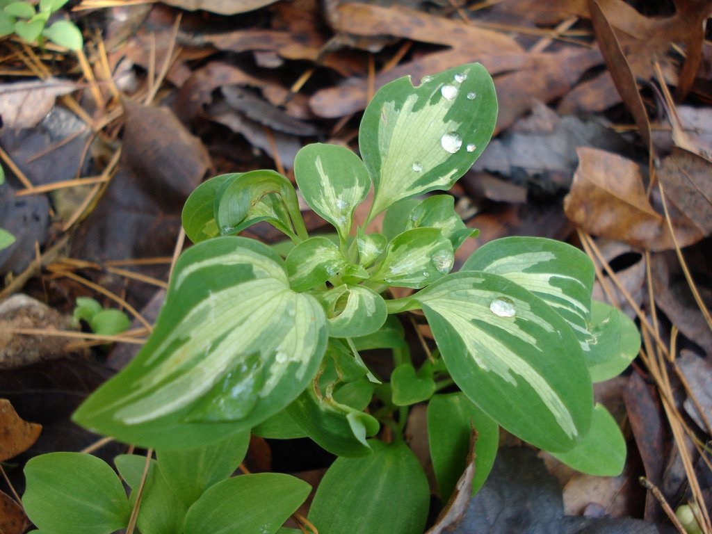  A fun discovery: a reverse-variegated  Alstroemeria psittacina  (Peruvian lily) 