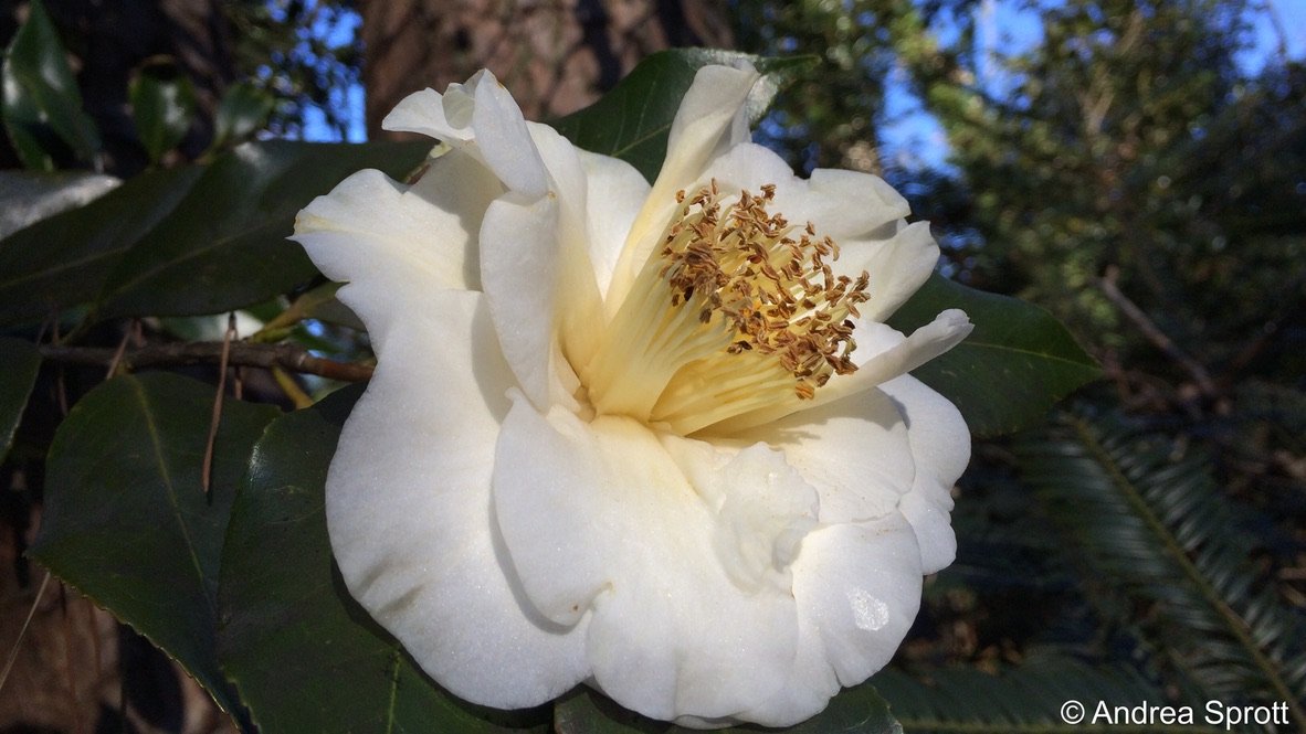  A bloom of  Camellia japonica  'White Empress' that escaped the frost. 