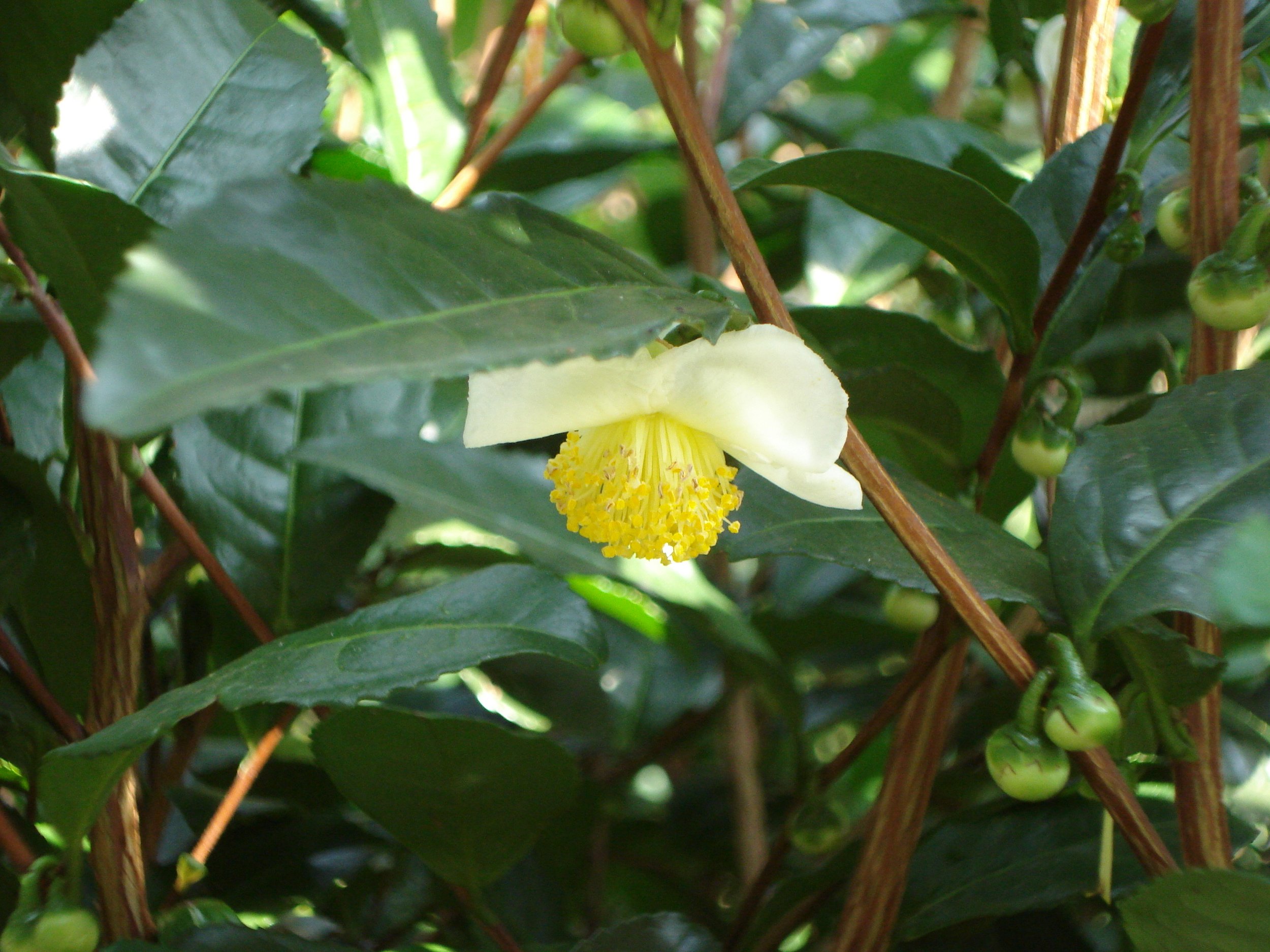   Camellia sinensis  is another bee favorite. 