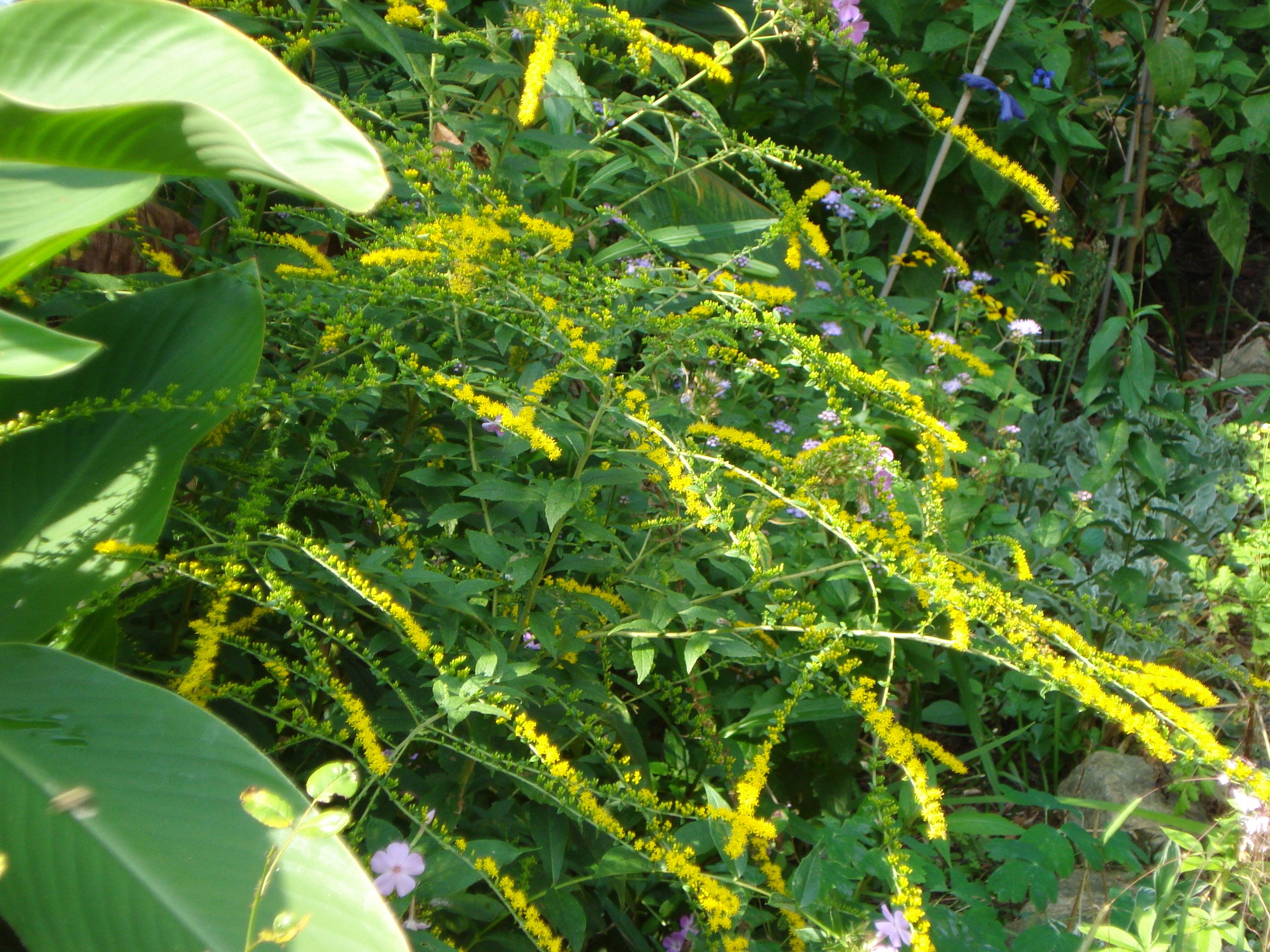  Goldenrod’s bright tiny blooms are like fireworks. 