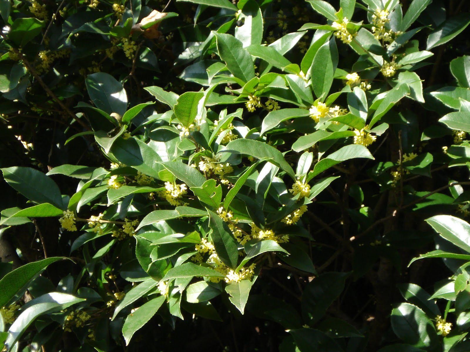   Osmanthus fragrans  stops you in your tracks with its fragrant blooms 