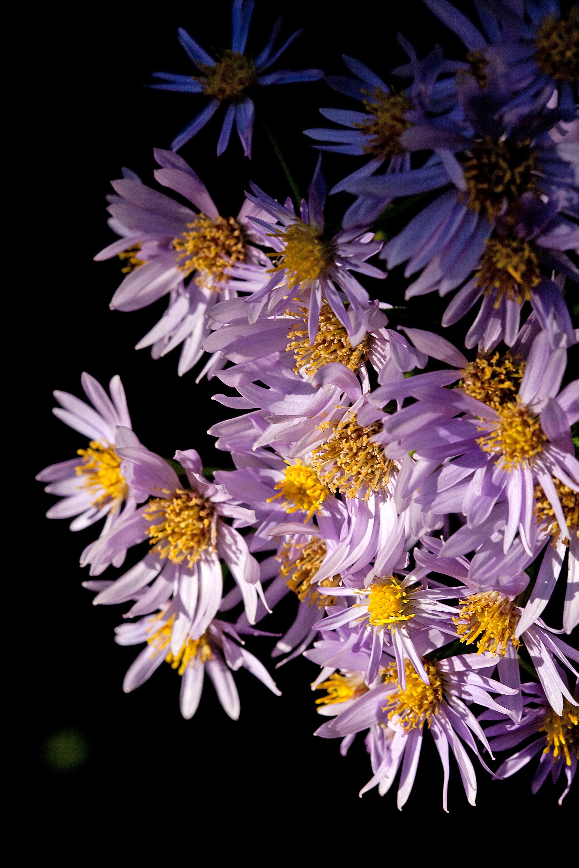   Aster tataricus  is a favorite of bees.  Photo © Cravotta Photography. All rights reserved. 