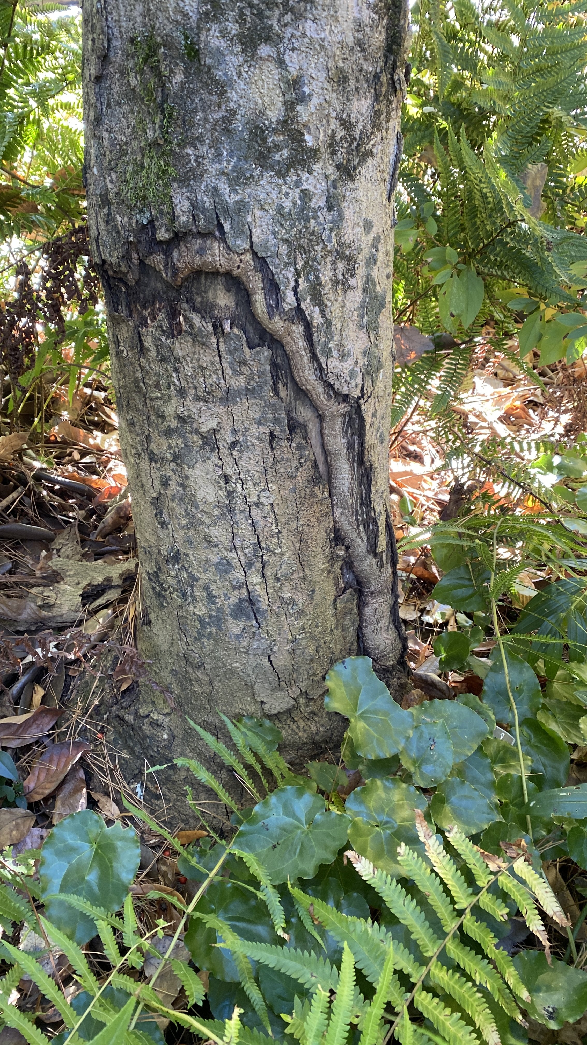  A major mass of tissue necrosis near the base of the Yulan magnolia tree… not good. 