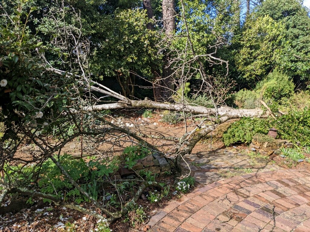  I swear Elizabeth Lawrence had a hand in this… it could  not  have fallen more precisely to cause the least amount of collateral damage to the rest of the garden!   