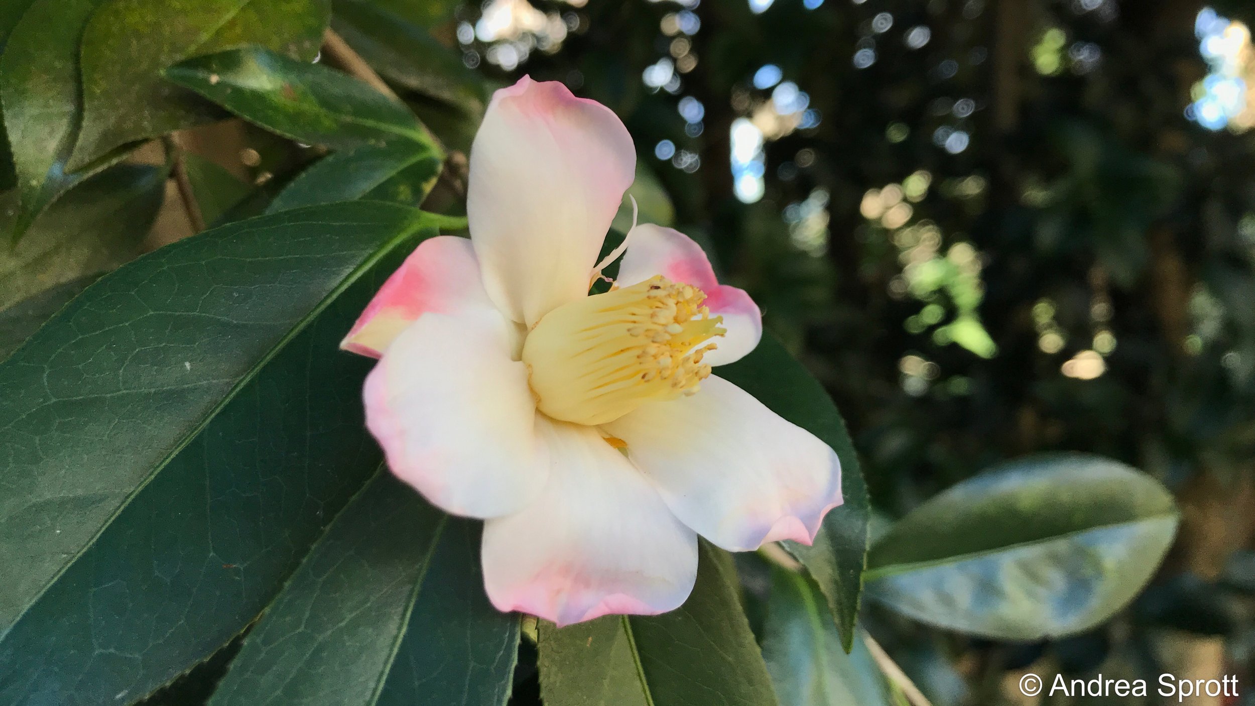 Saluen's camellia