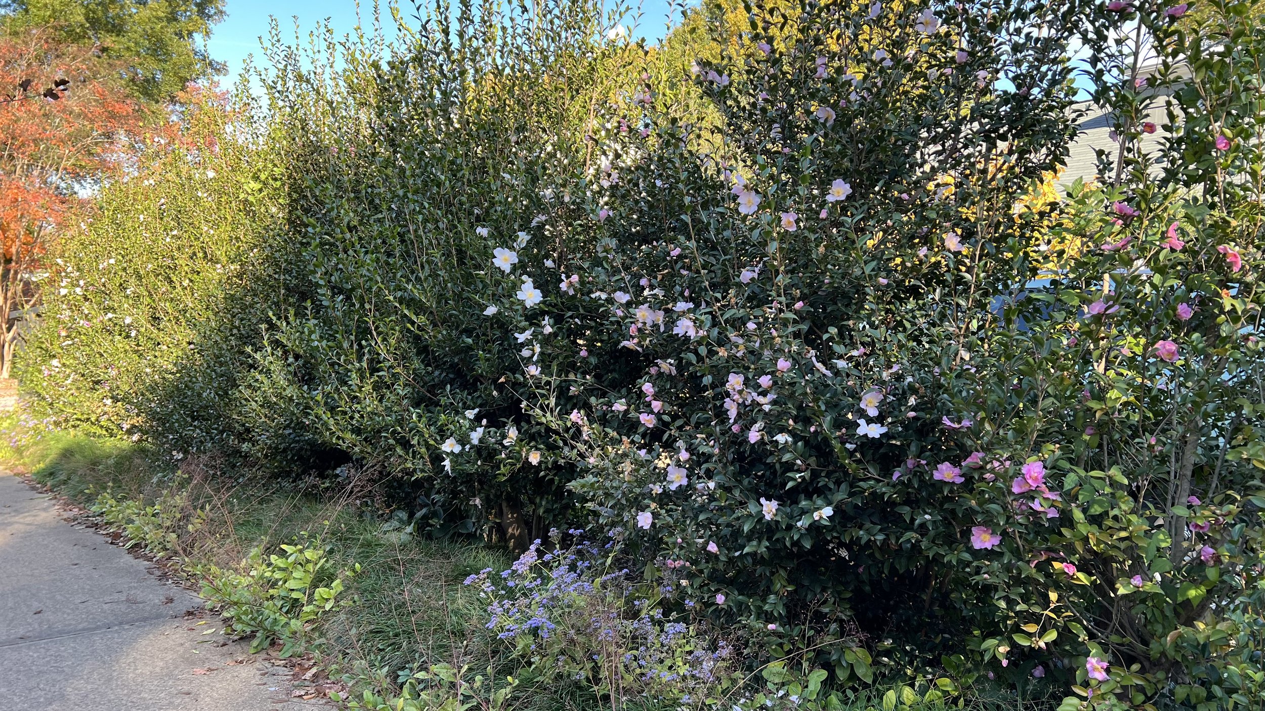 camellia hedge 