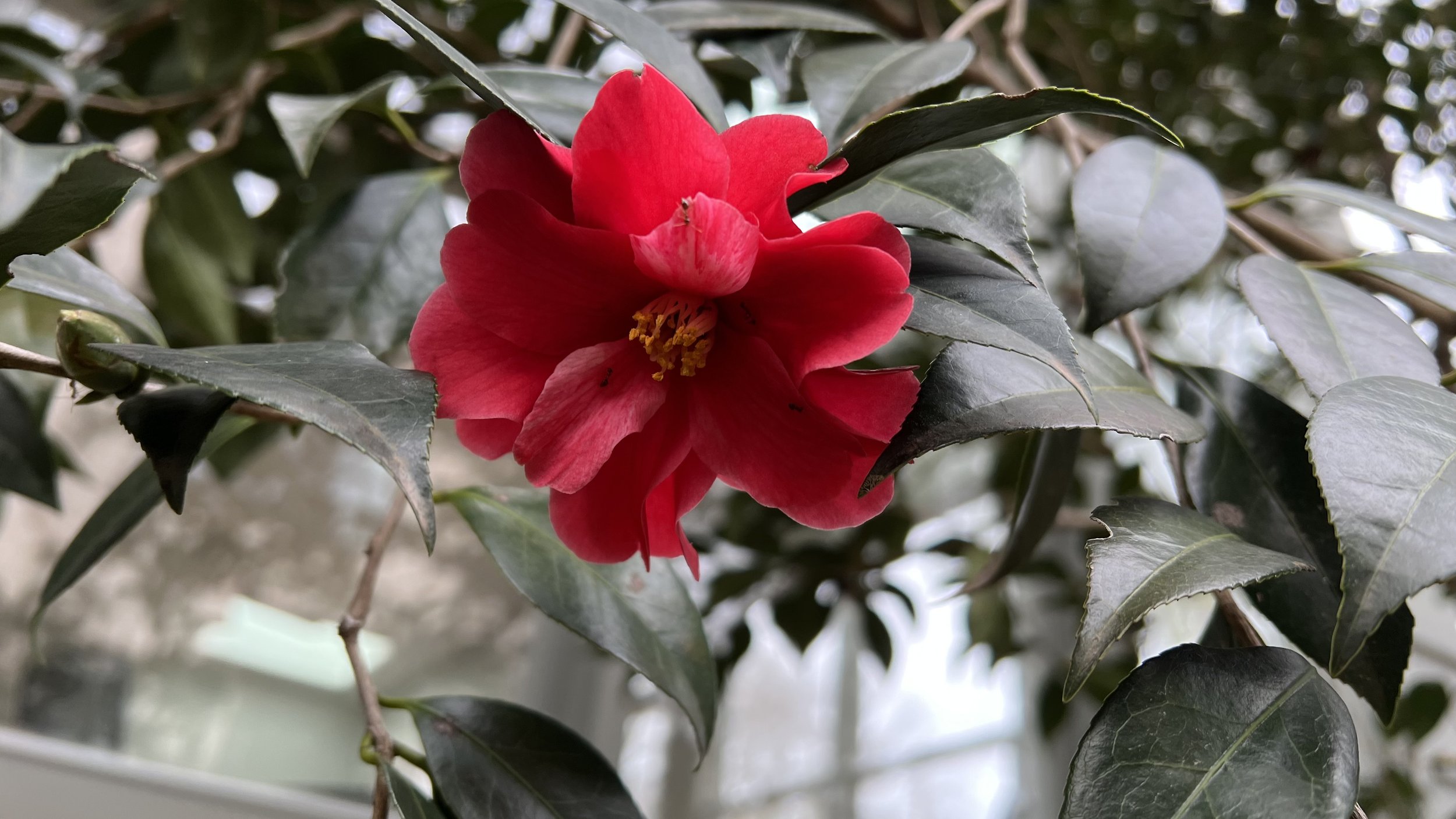 camellia