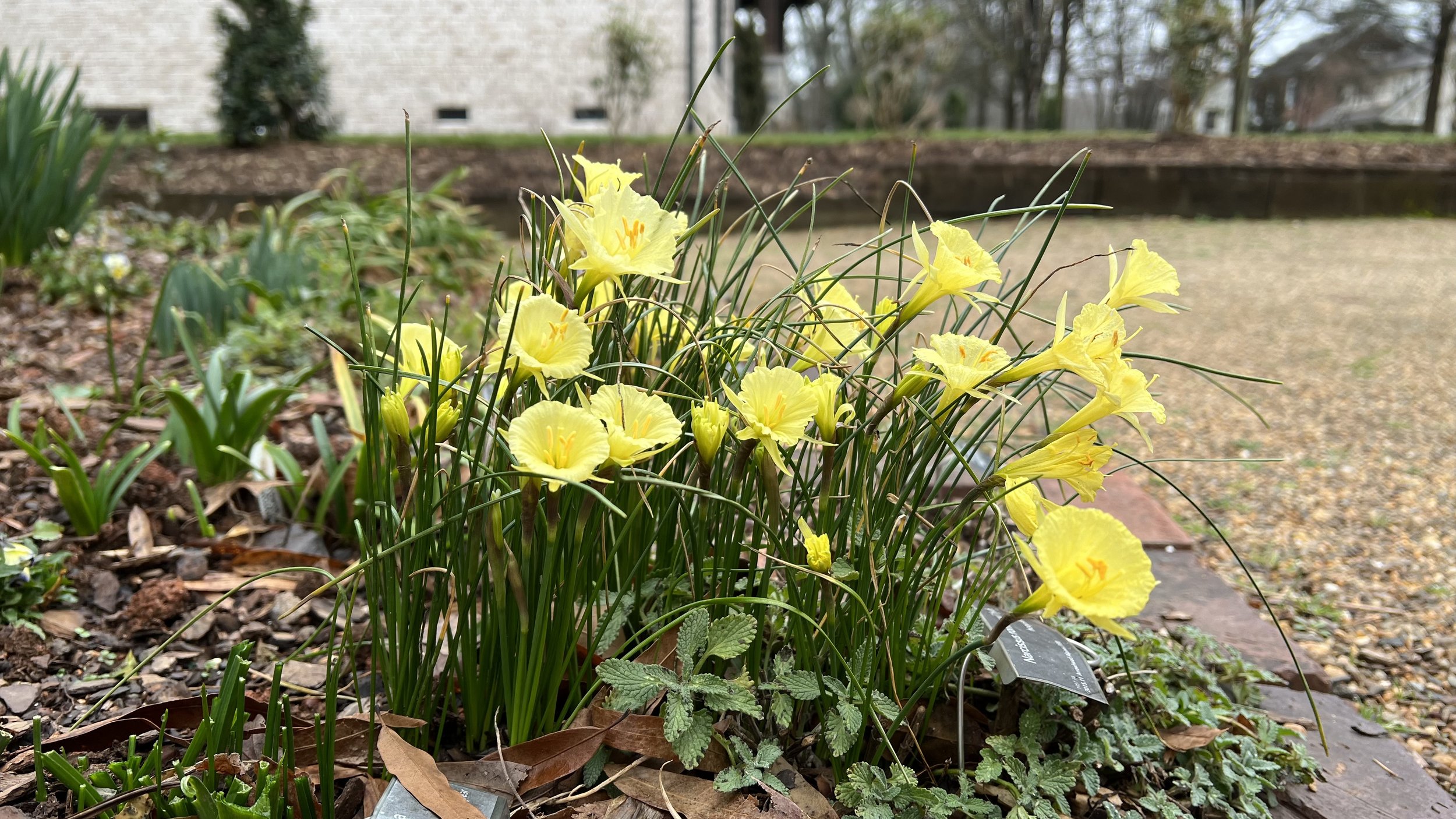hoopskirt daffodil