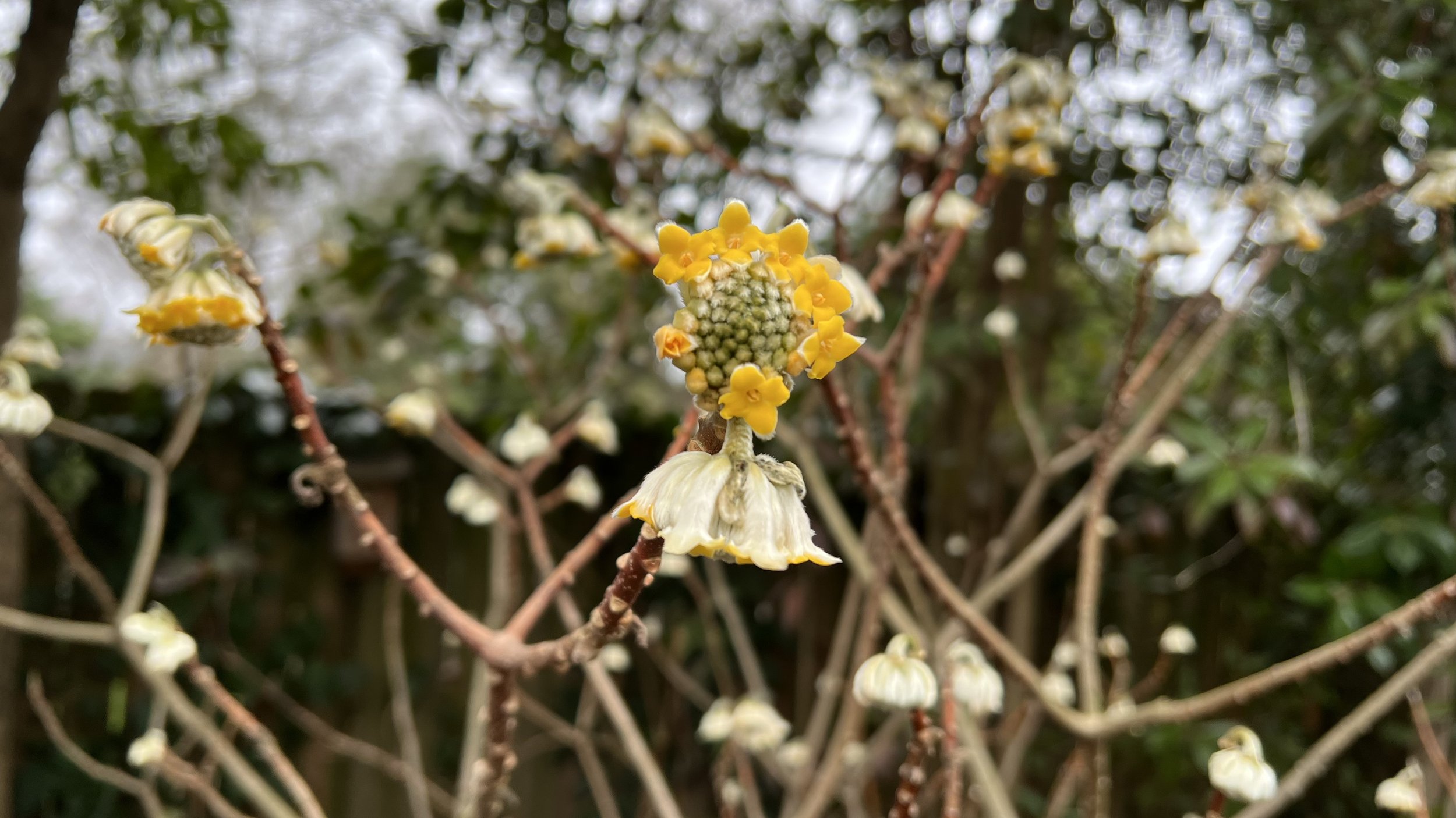 Chinese paper bush