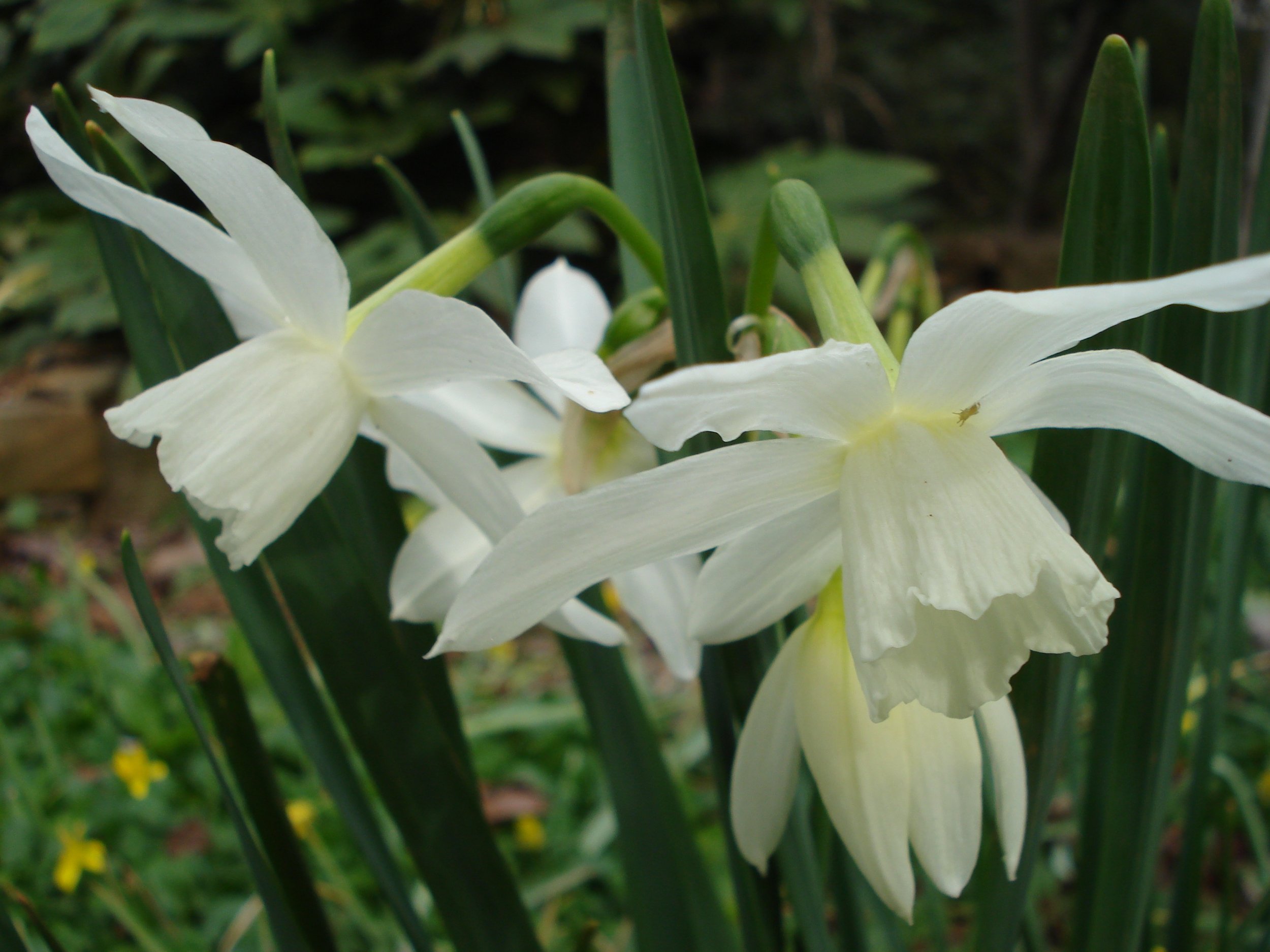triandrus daffodil