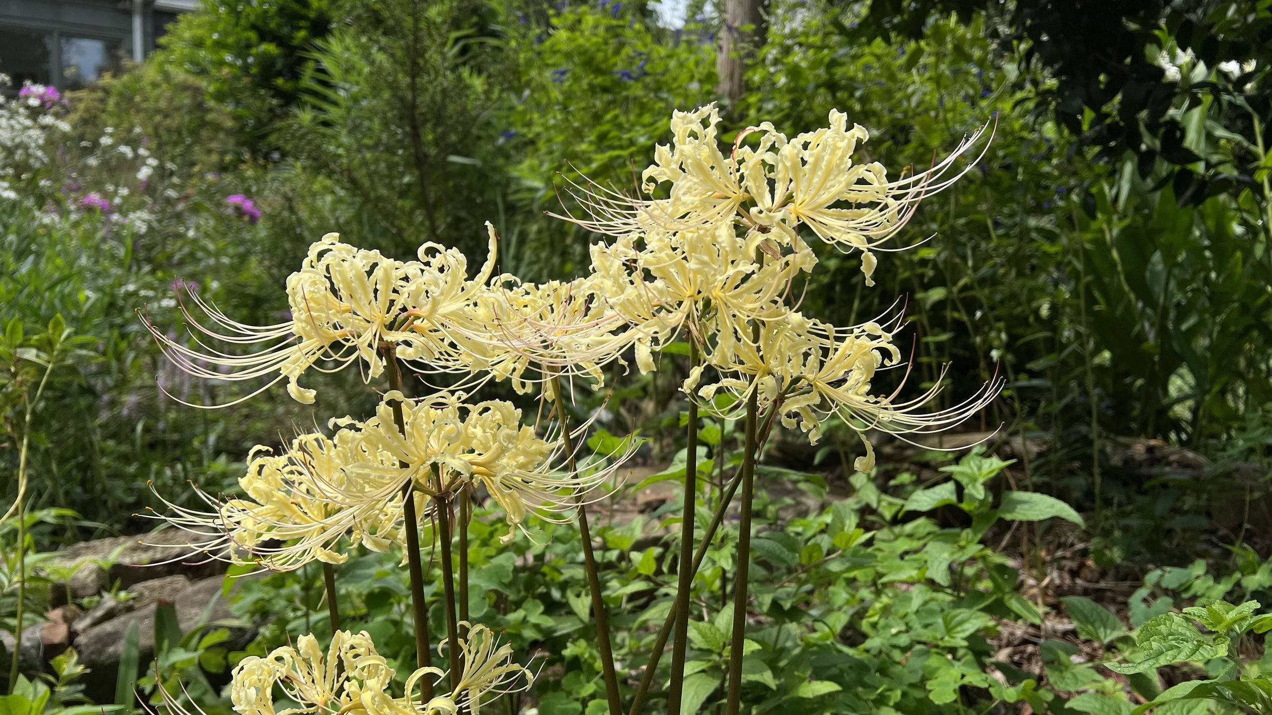 pale yellow surprise lily