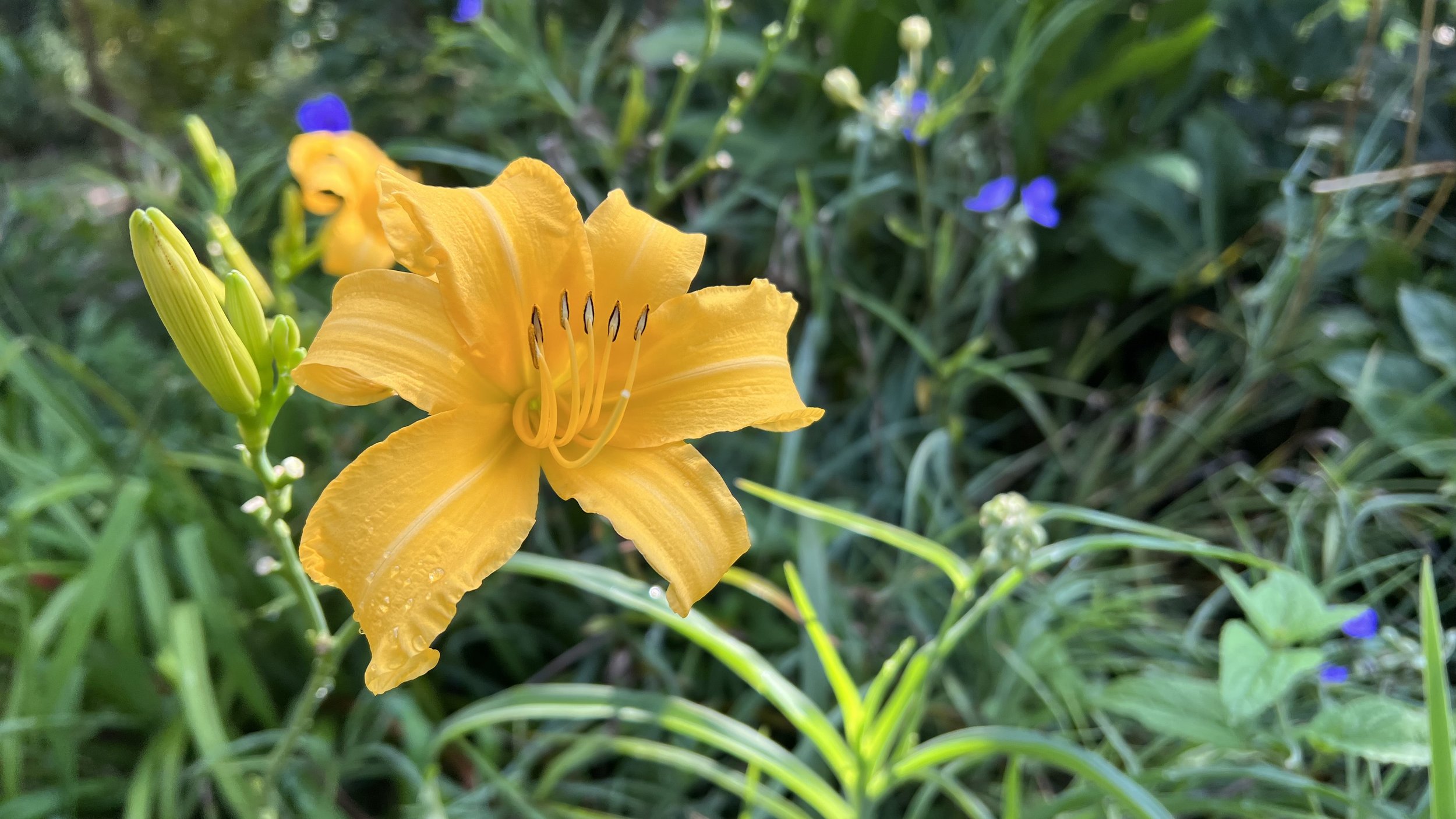 daylily