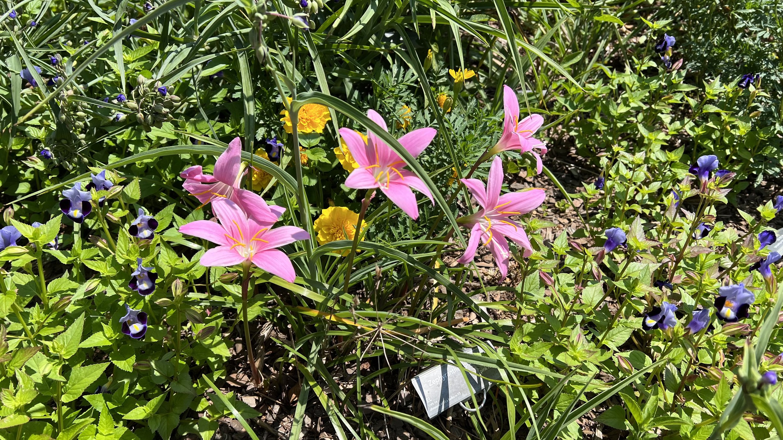 pink rain lily