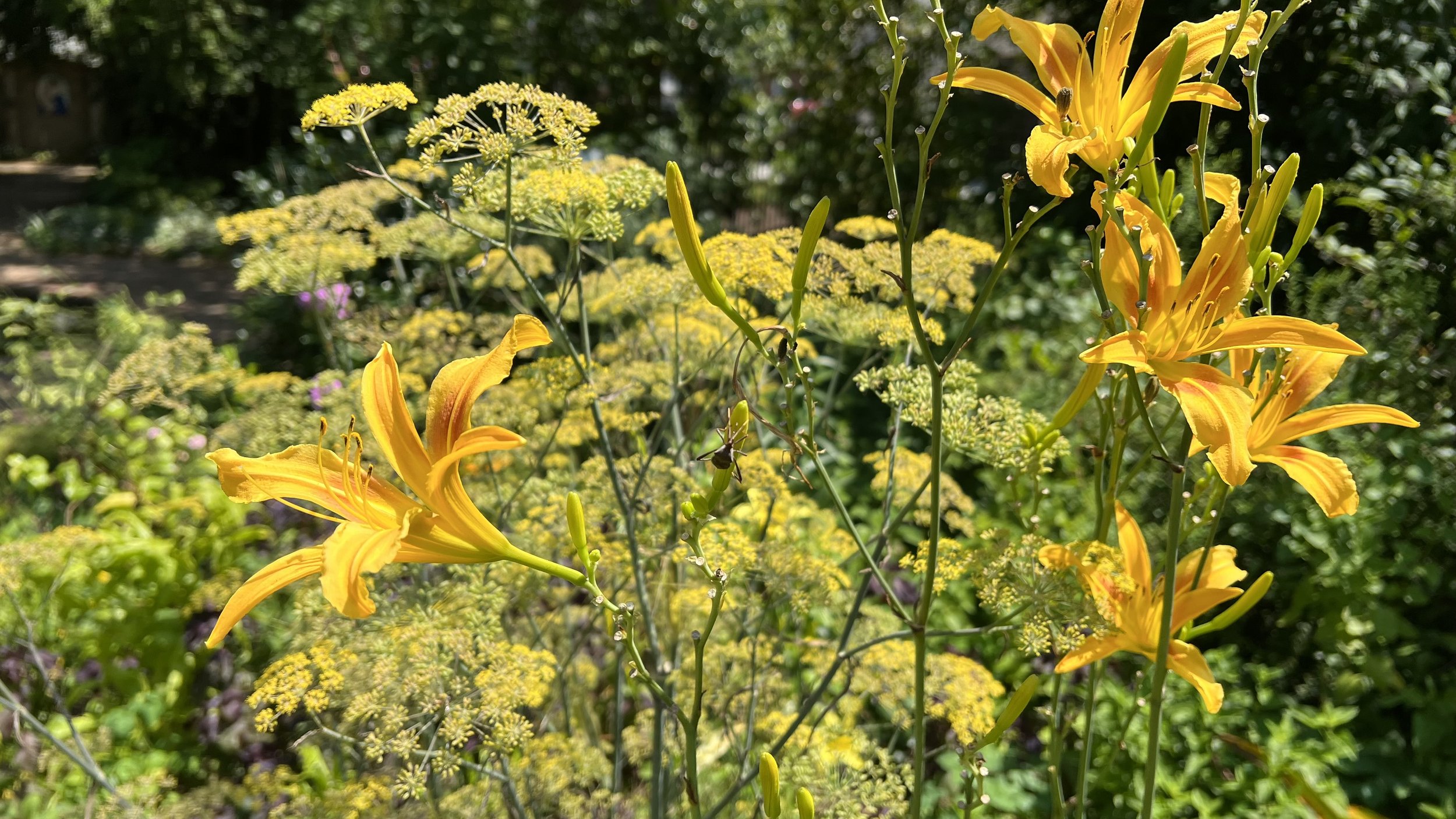 An inspired combination: daylily and bronze fennel