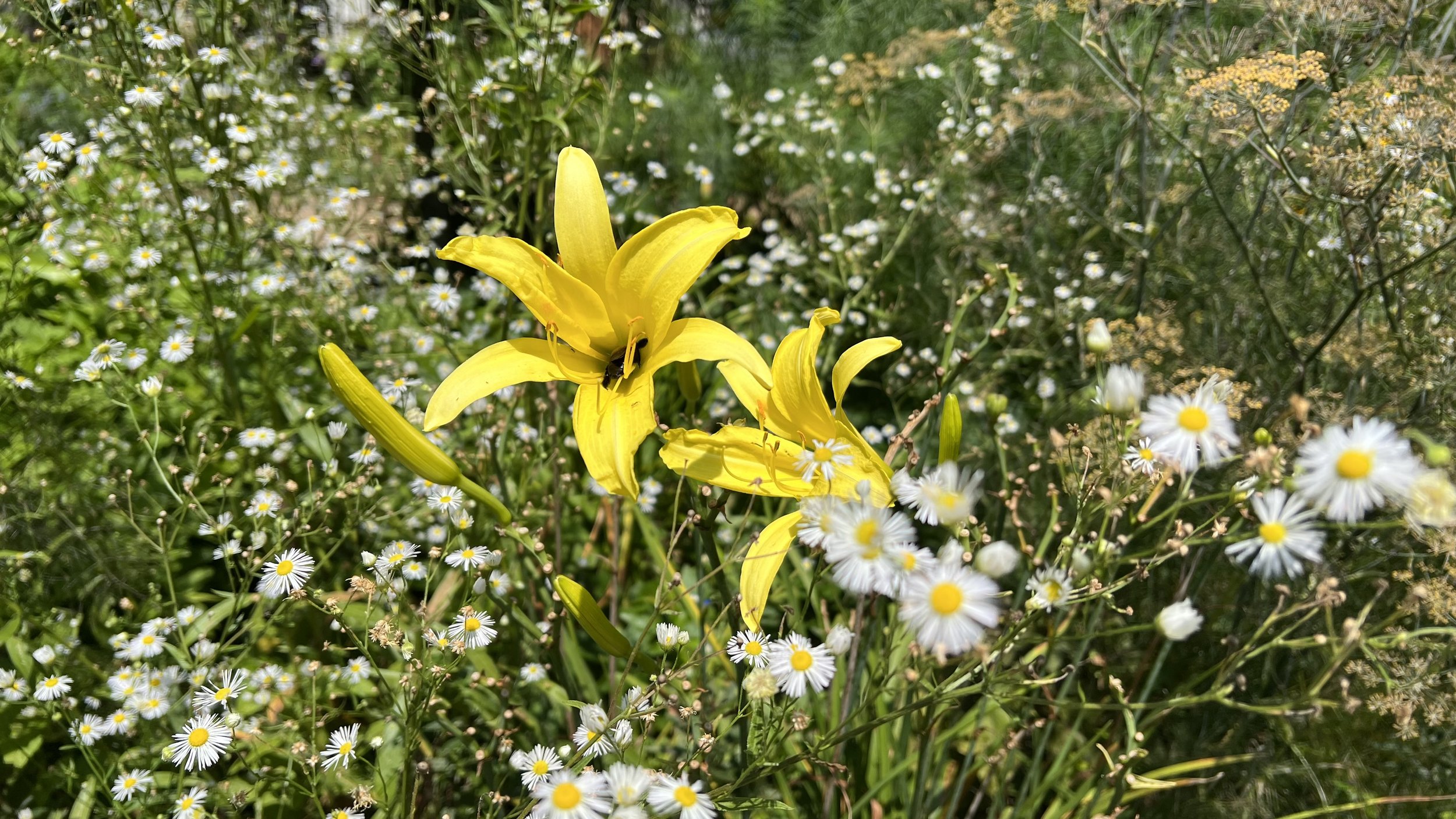 Even bees need a break from the midday sun