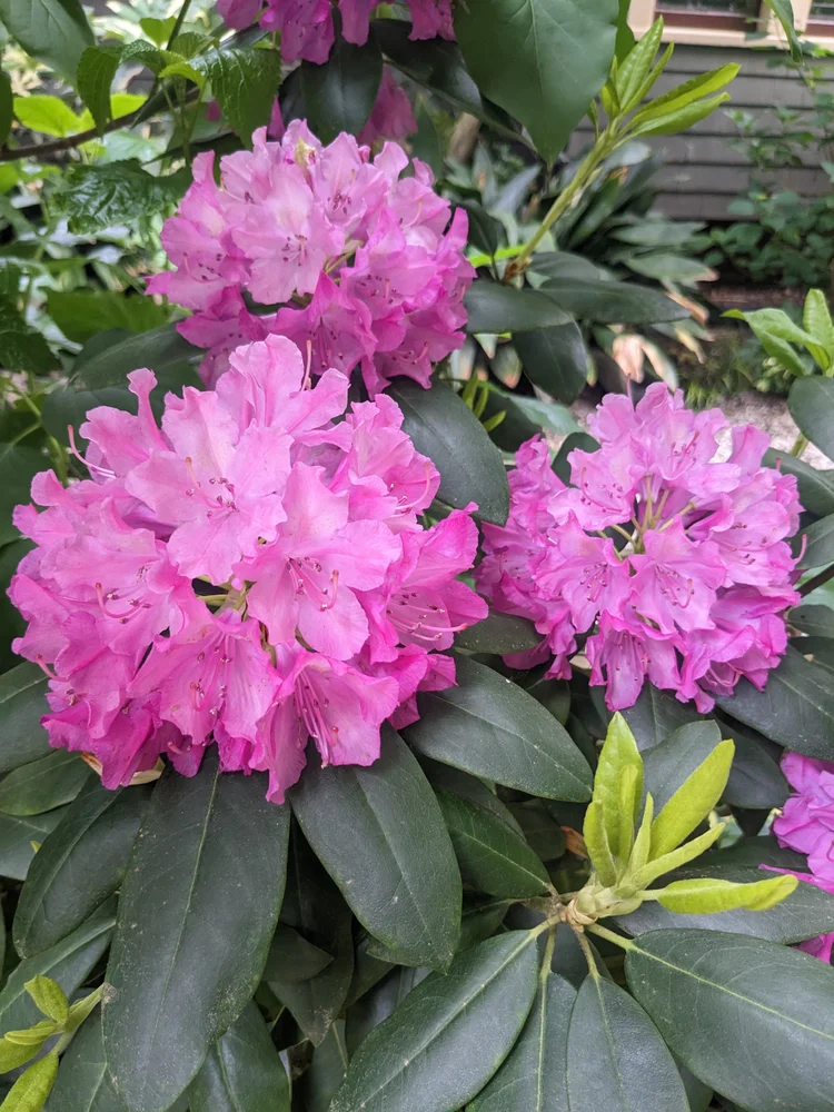 rhododendron simsii care Azalea Rhododendron simsii