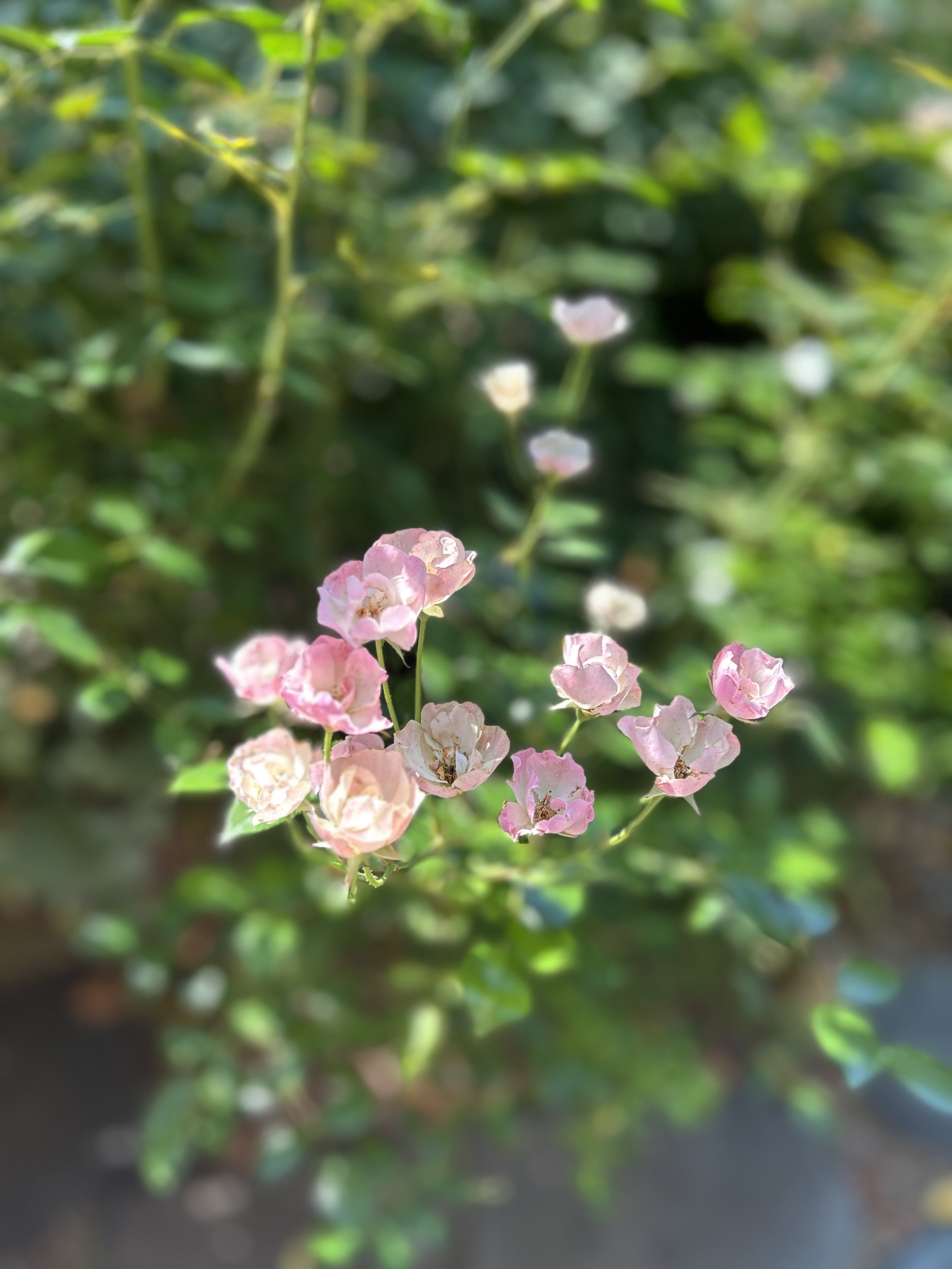 IMG_1063.jpg