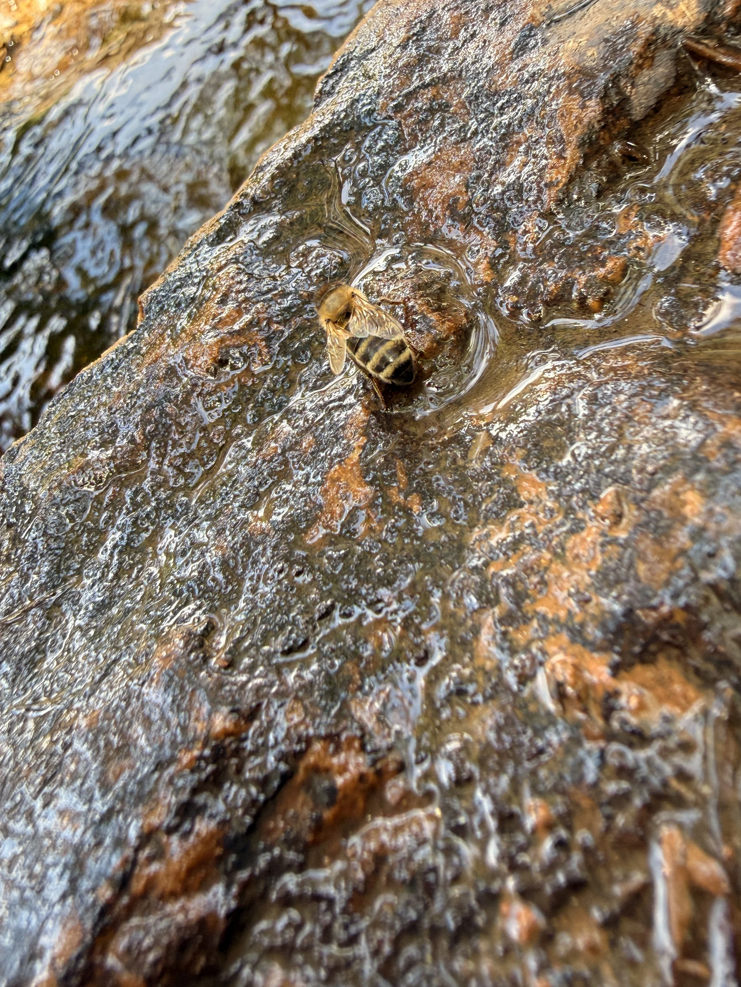 IMG_3782.JPG