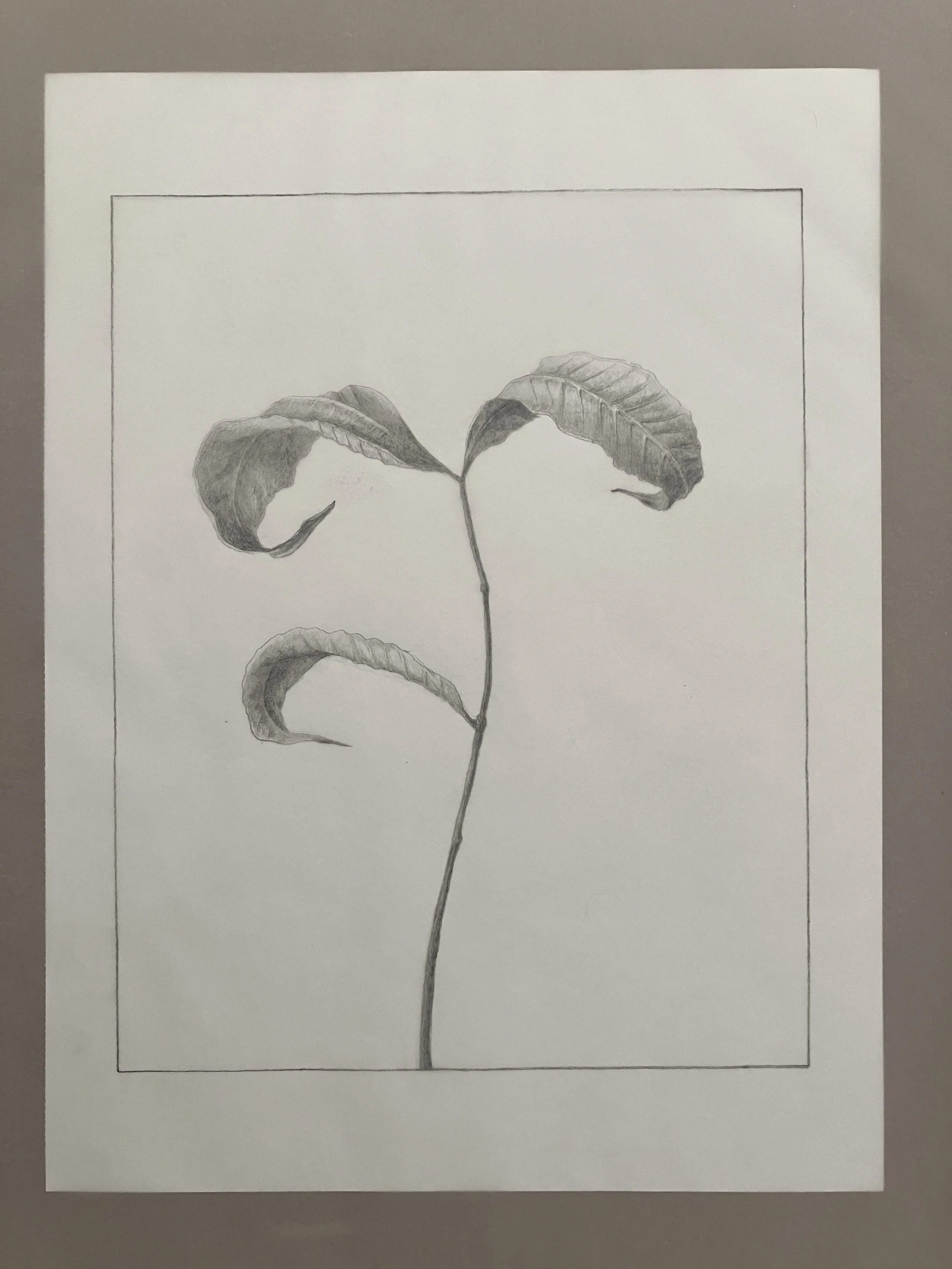 Drawing from Nature