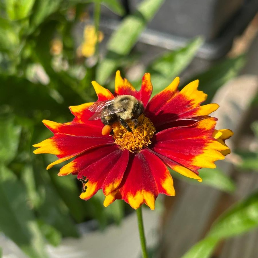 Bumblebee on a red and yellow bloom.