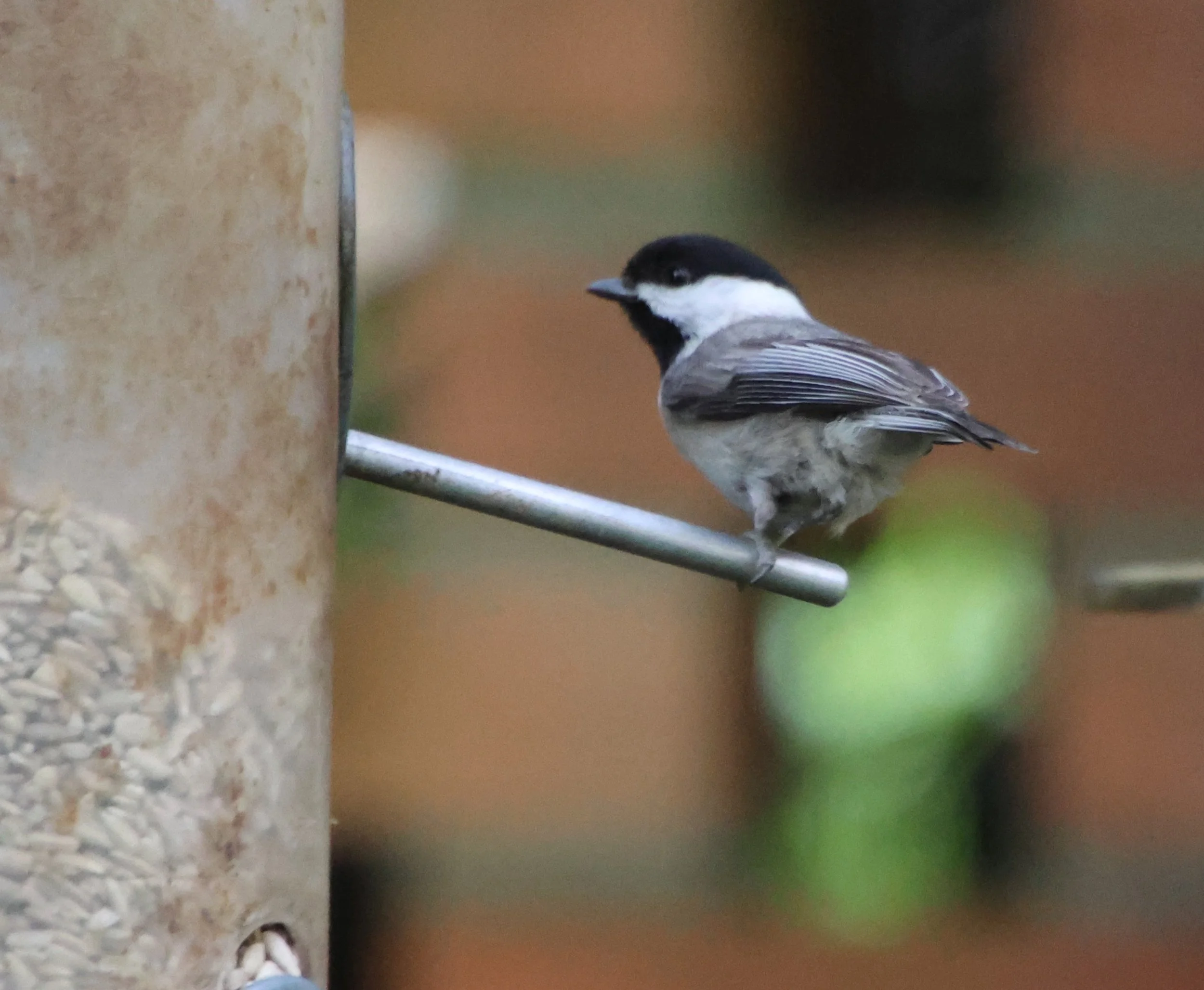 0R3A1357.JPG Carolina Chickadee.JPG