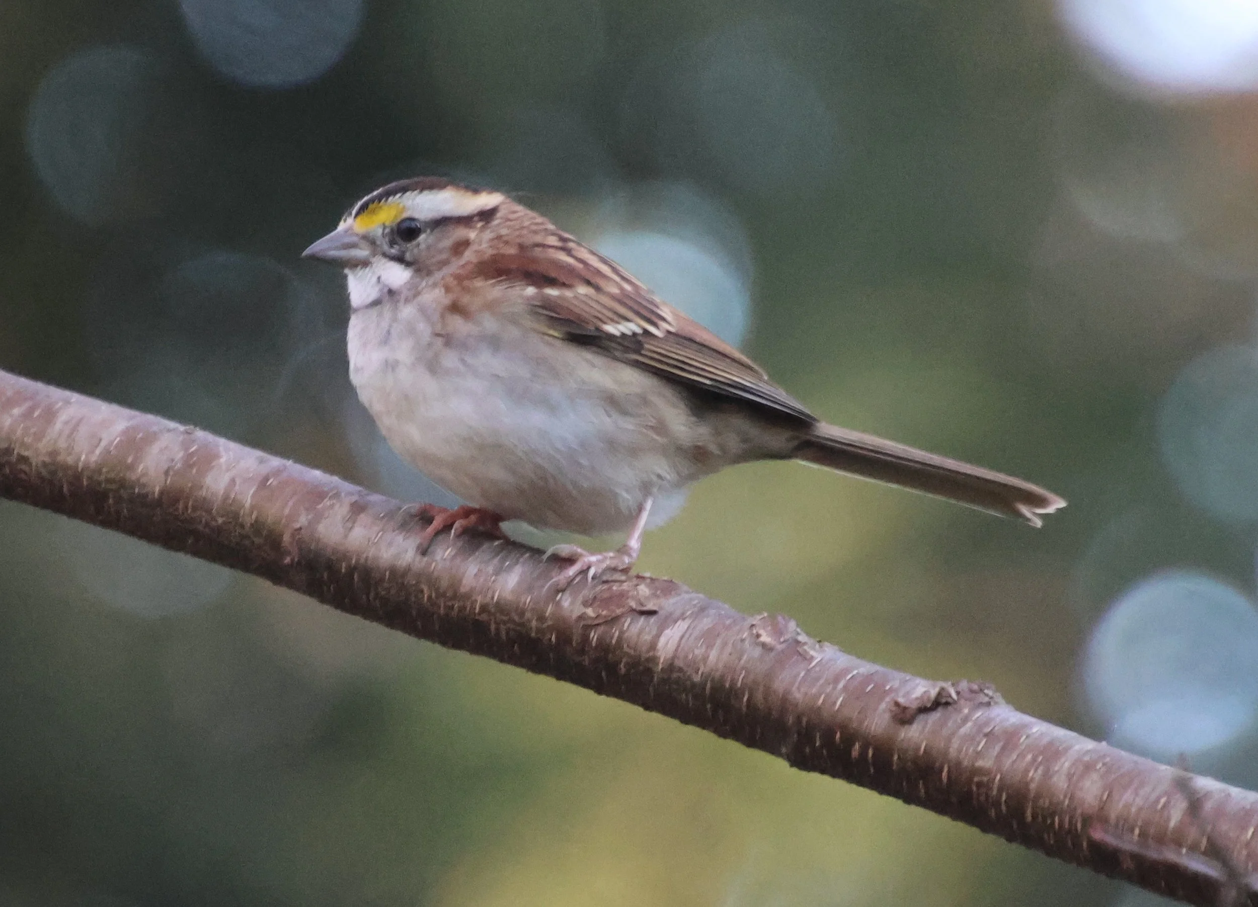 Close up of a White-throated Sparrow on a branch.
