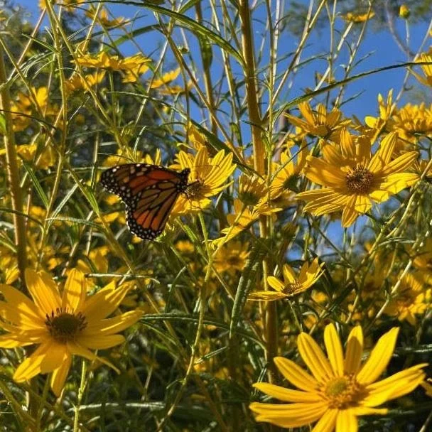 Monarch butterfly on yellow blooms.