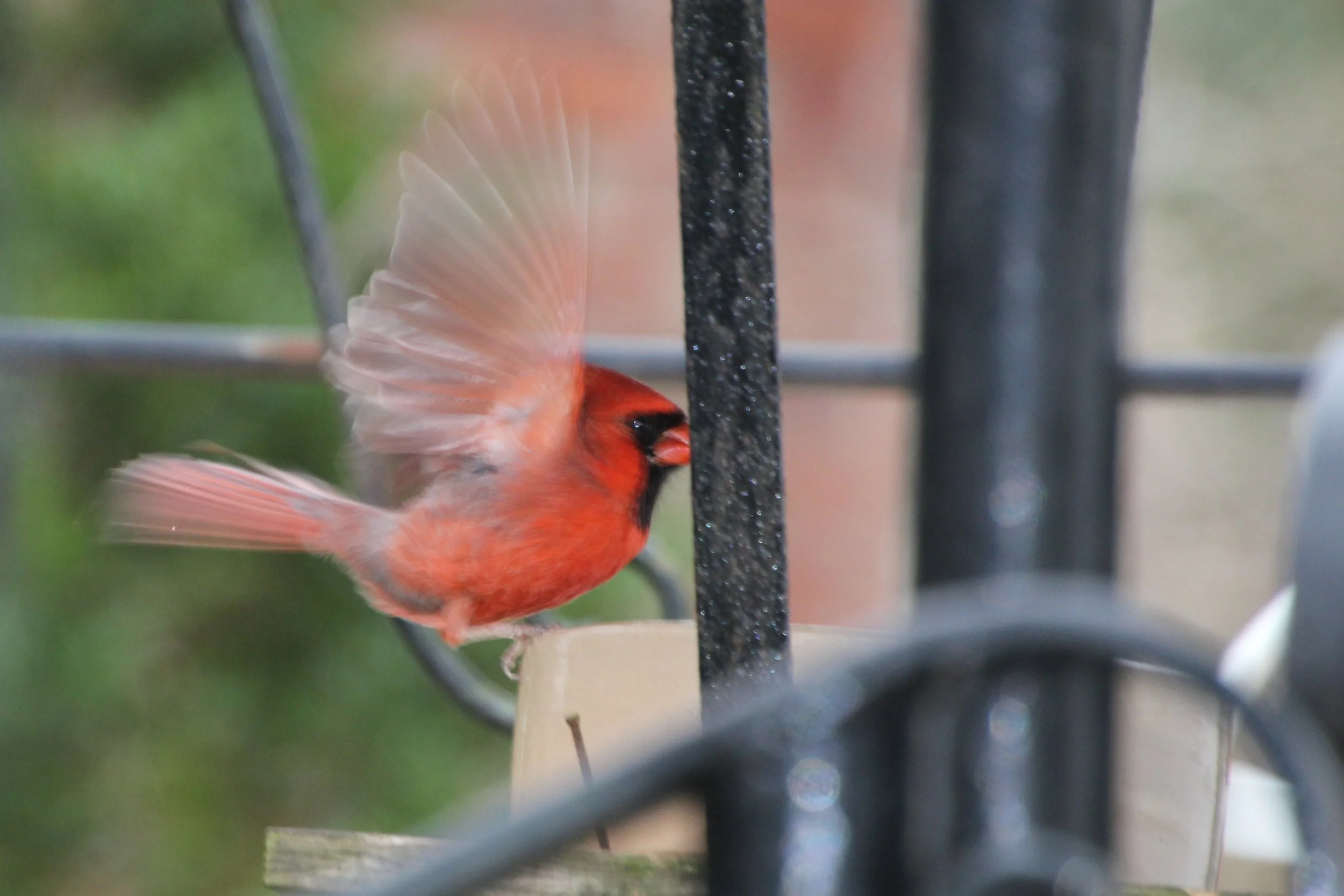 IMG_1483 (2) Male Northern Cardinal - wings.JPG