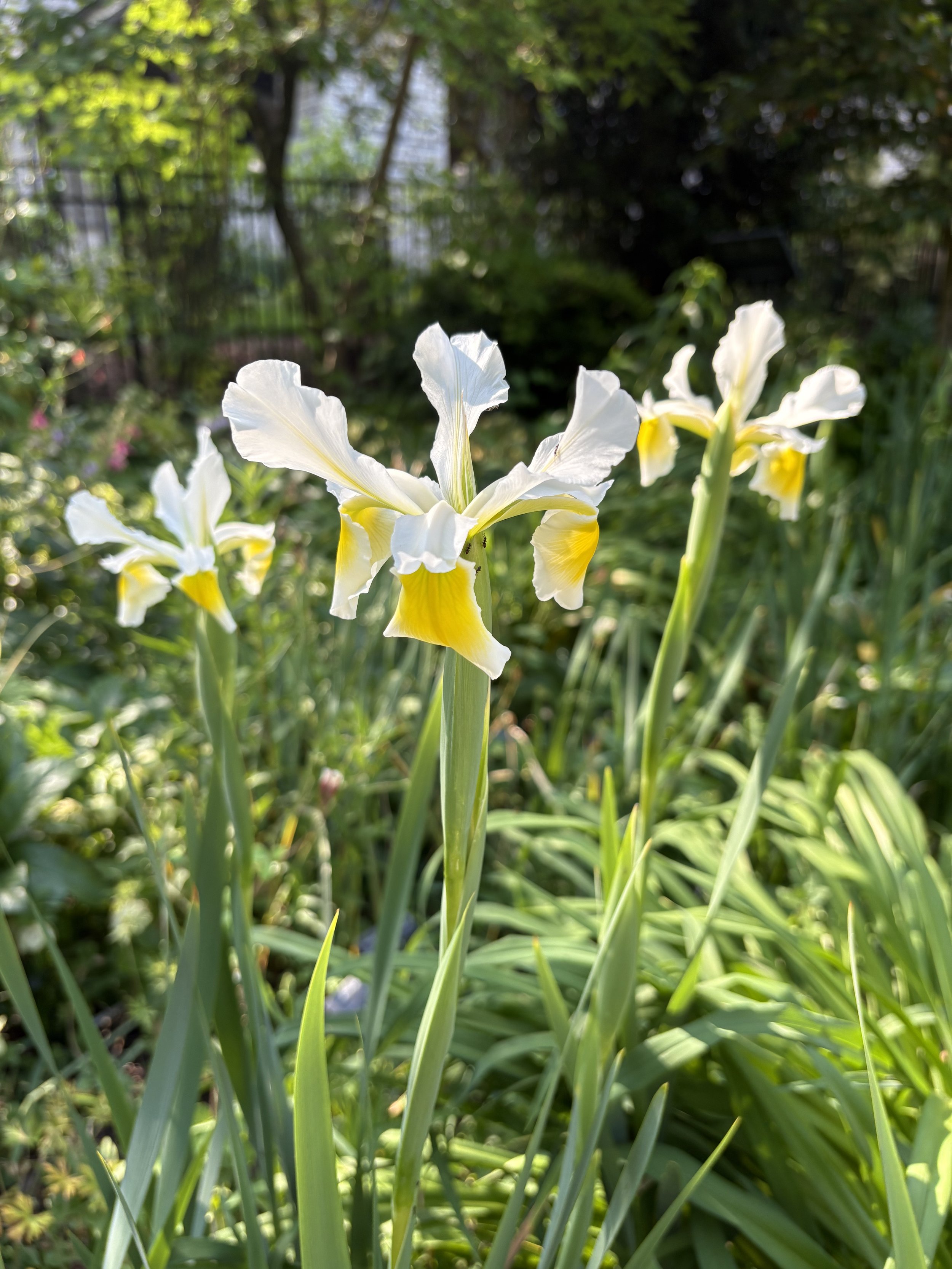 Copy of Iris ochroleuca (EL) 4.jpeg