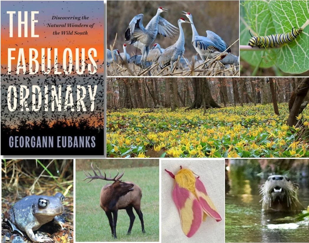 collage fabulous ordinary.jpeg