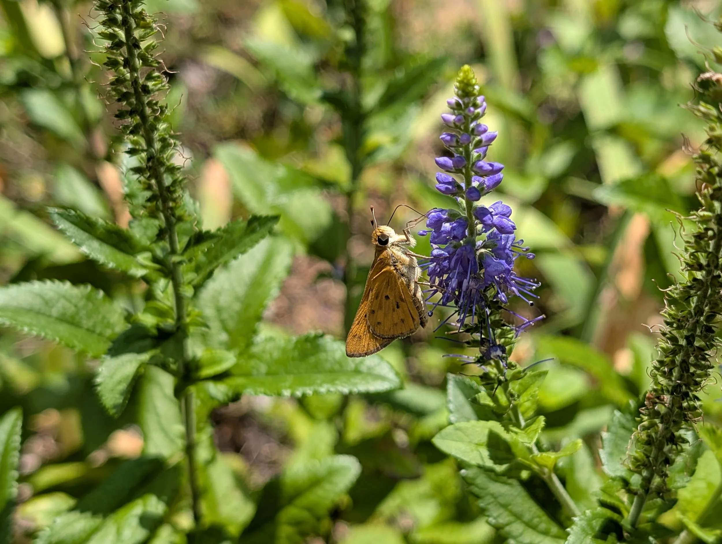 A yellow butterfly sits on purple blooms