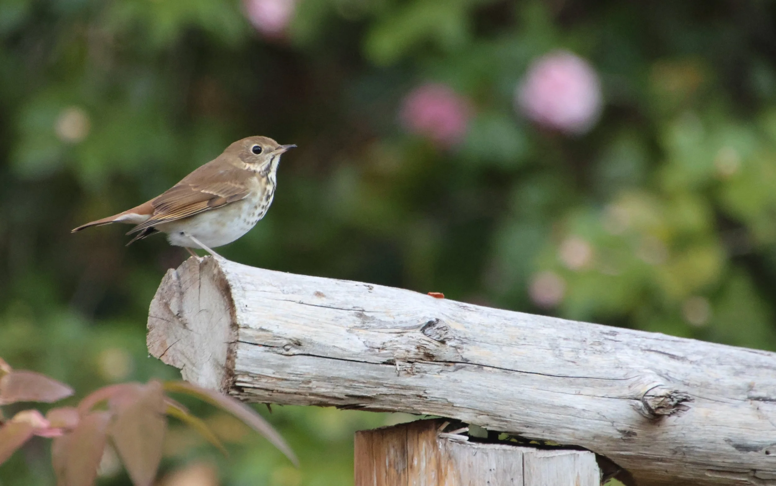 IMG_2940.JPG Hermit Thrush.JPG
