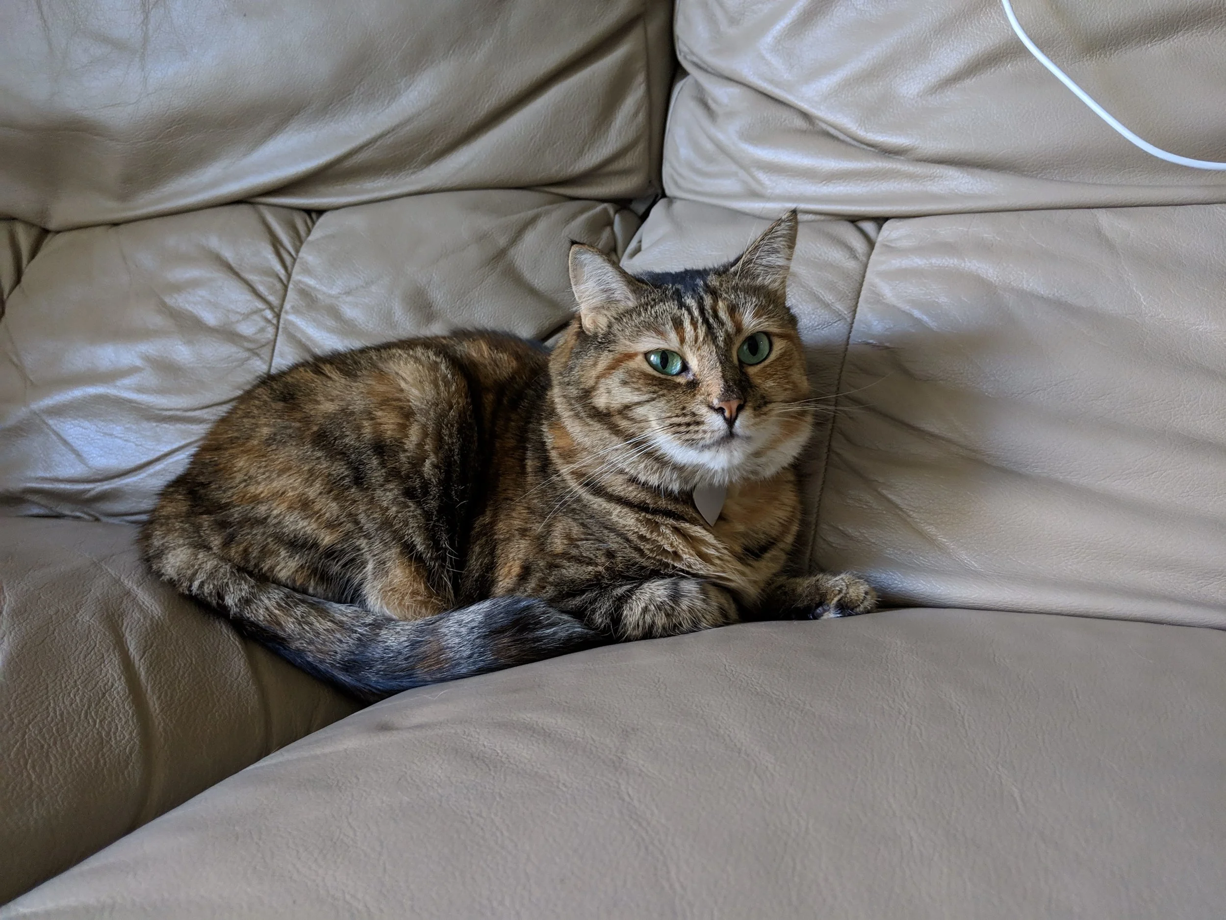 This was taken on a Pixel 3 with the standard camera setting