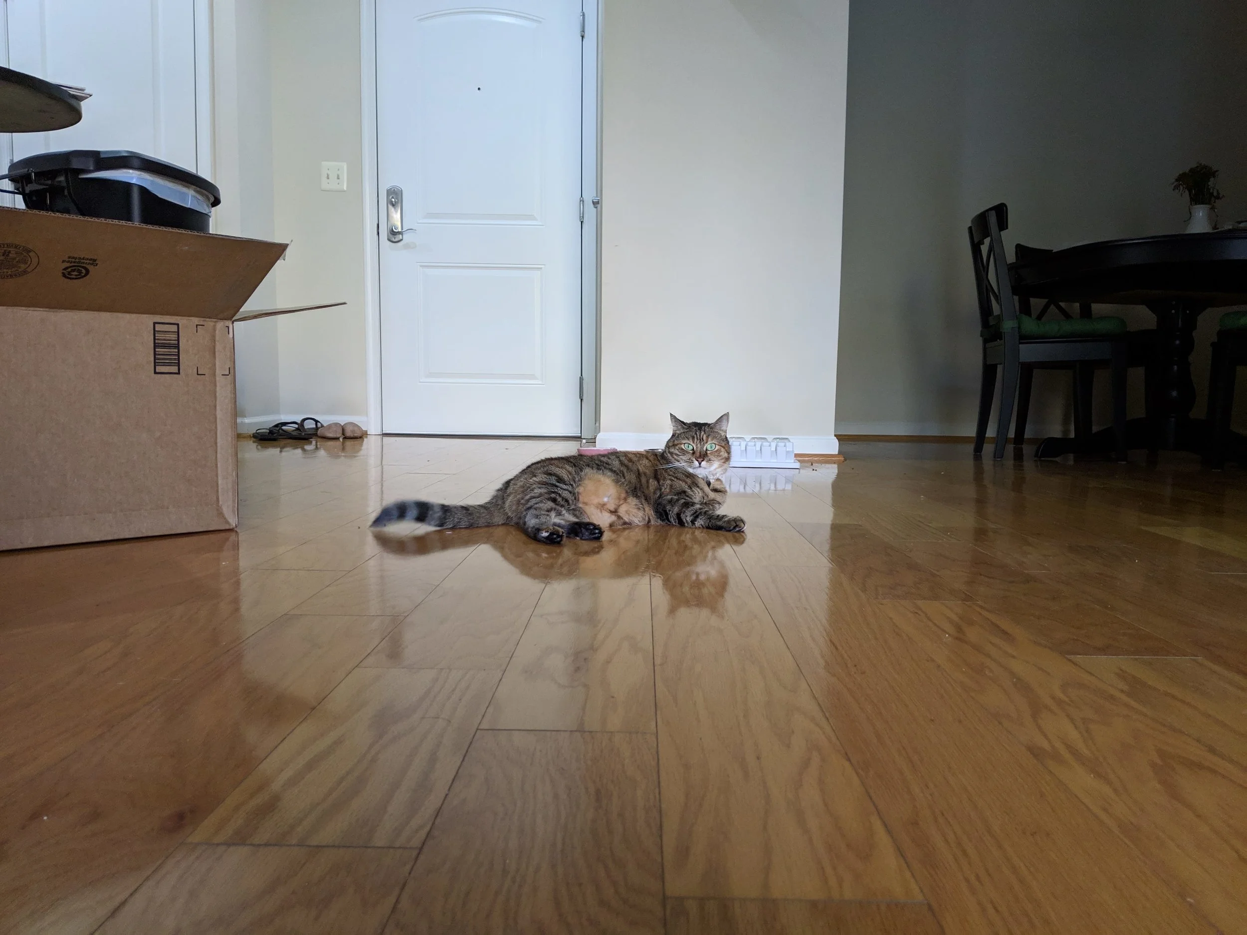 This was taken on a Pixel 3 with the standard camera settings