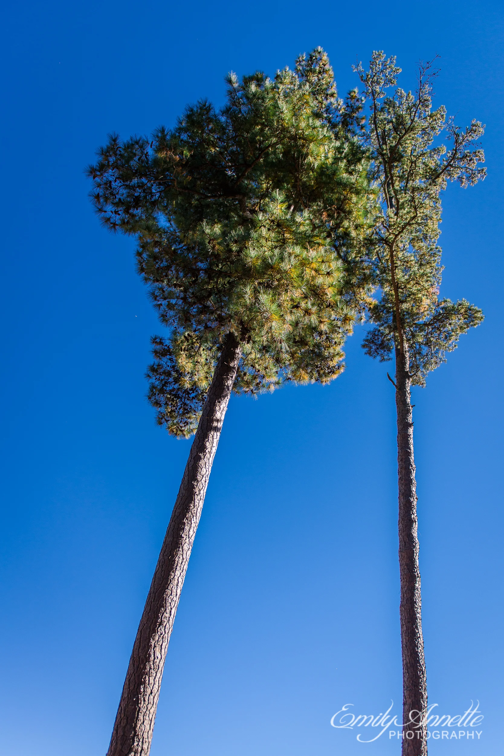 A pair of trees stretching high above Willow Oaks Country Club in Richmond, Virginia