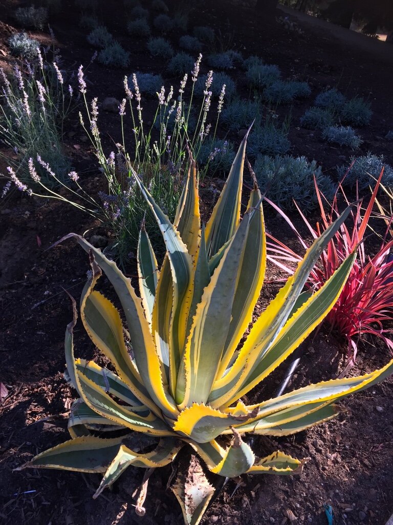 Agave Lavendar .jpeg