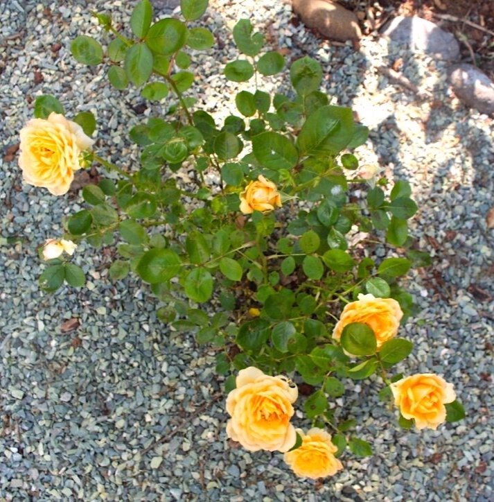 Roses Apricot.jpg