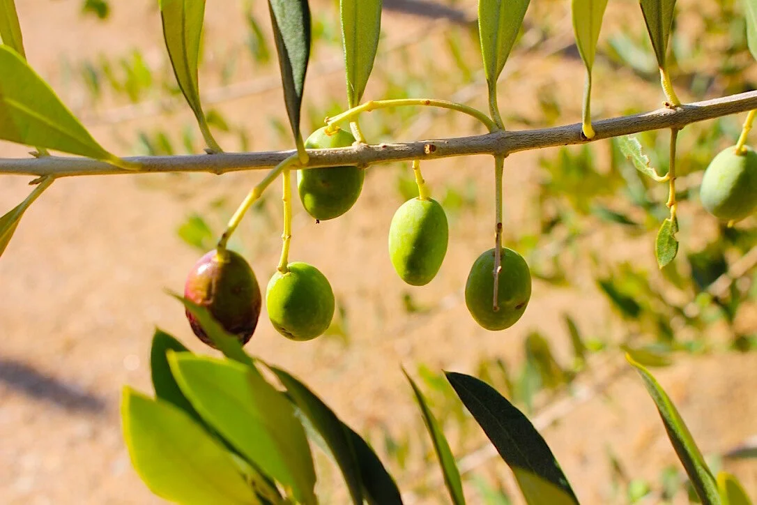 Olives copy 2.jpeg