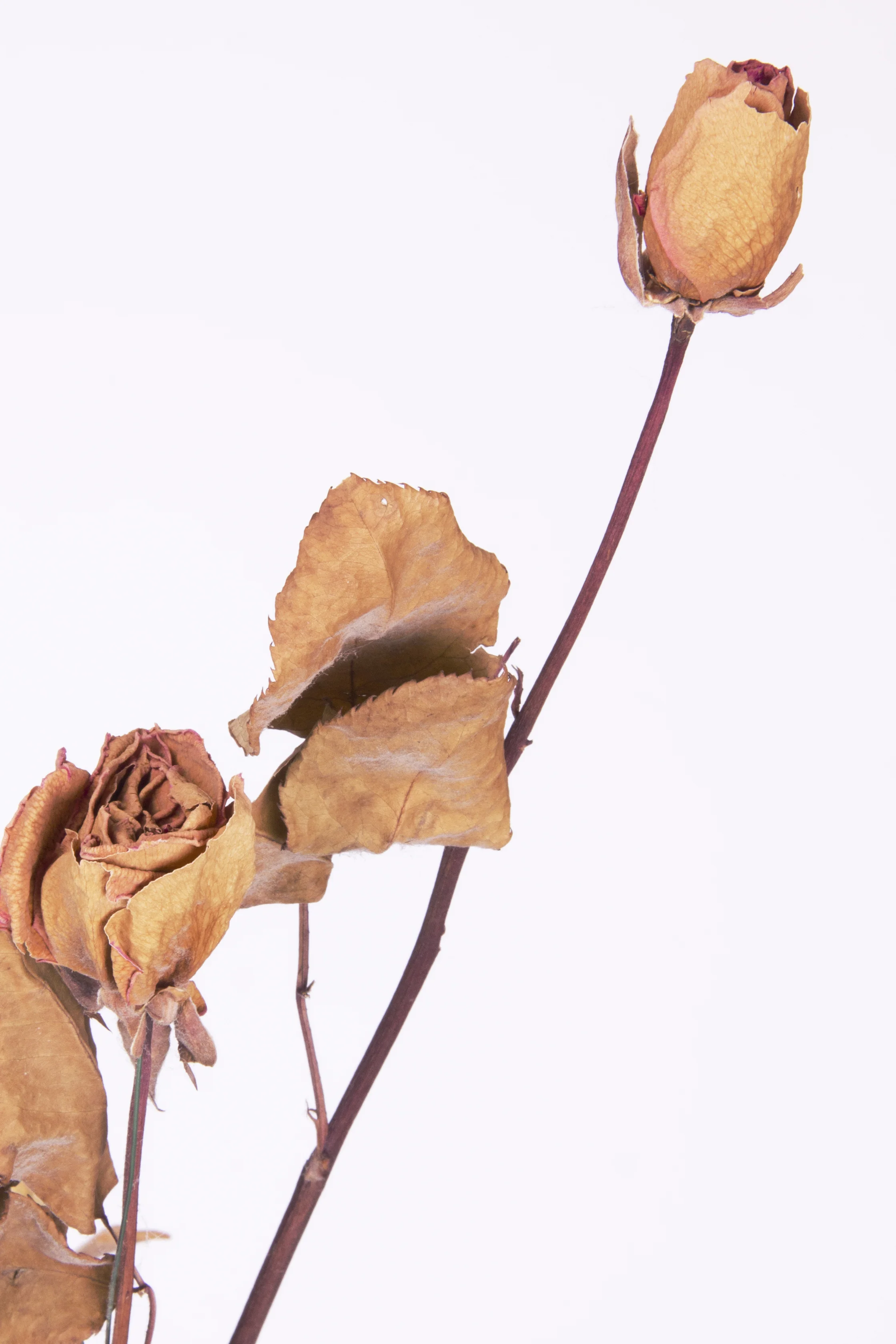 decay_03.jpg