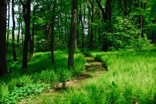 late spring fern path.jpeg