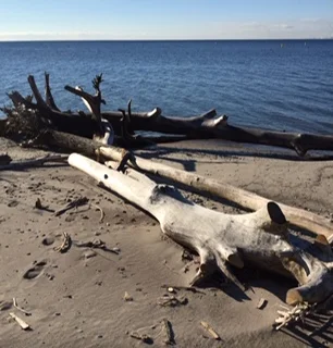 Beach behind AGP, fall