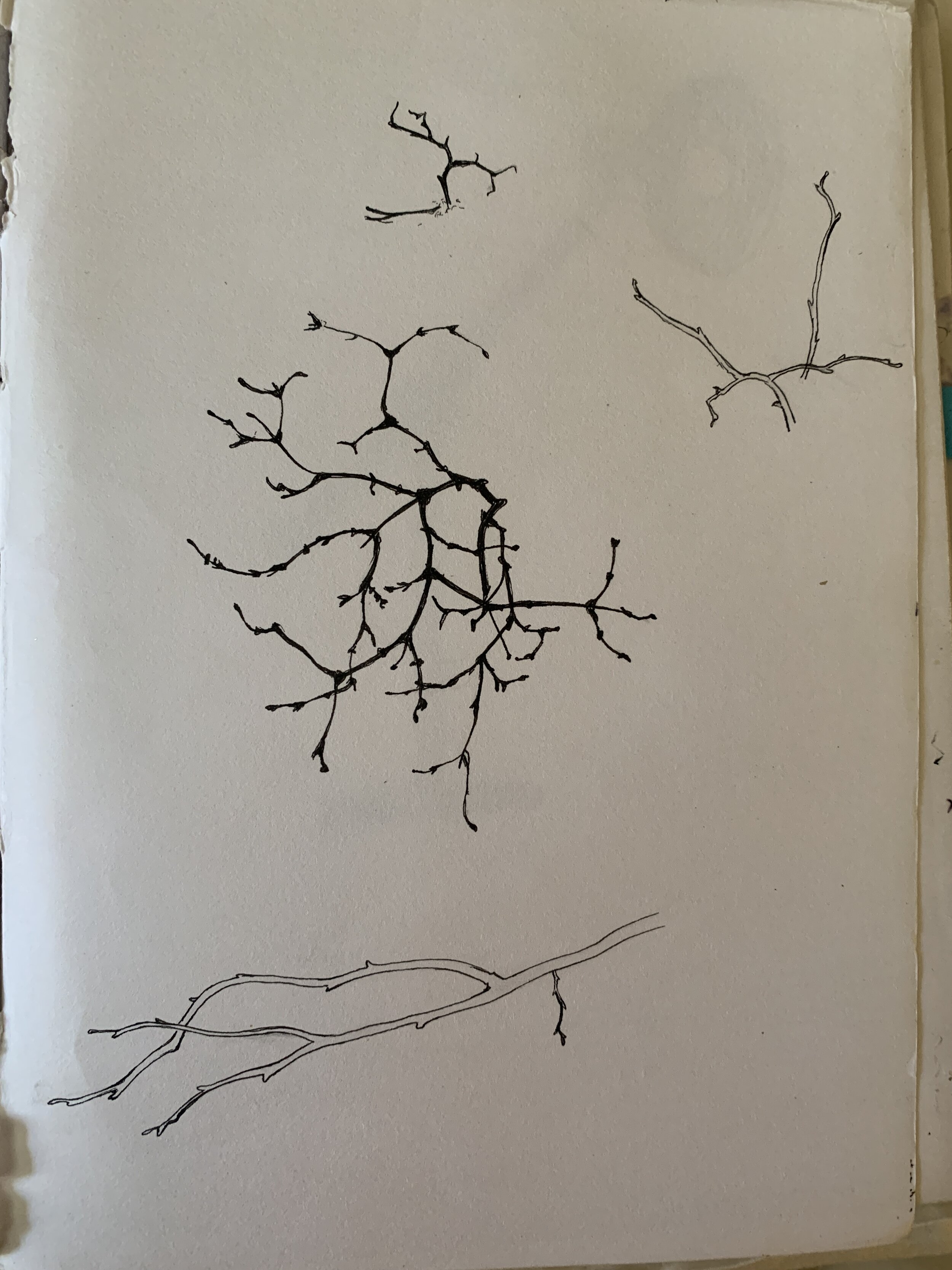 P15 - Tiny Twigs, inked & continued.JPG