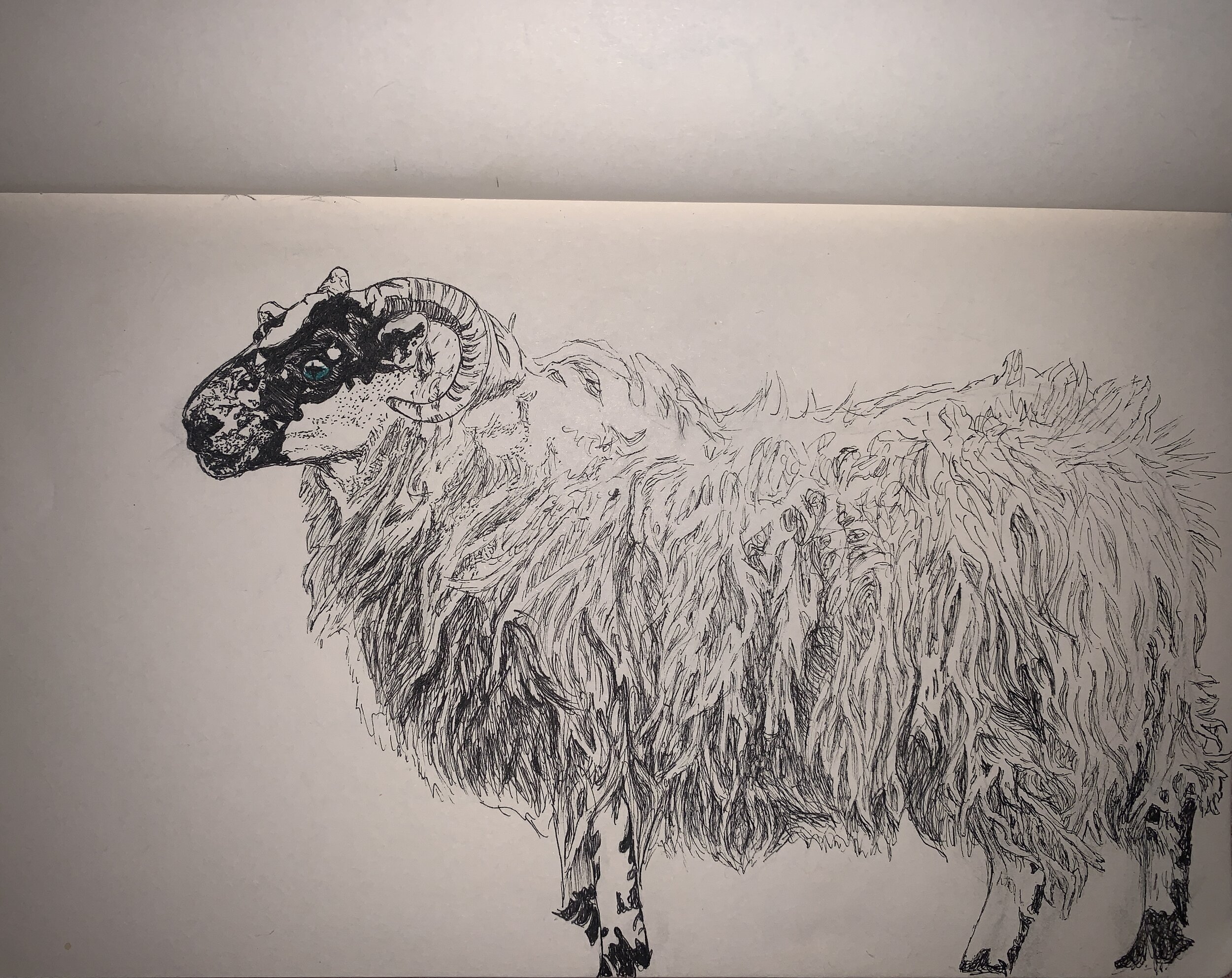 P23 - Scottish Sheep.jpg