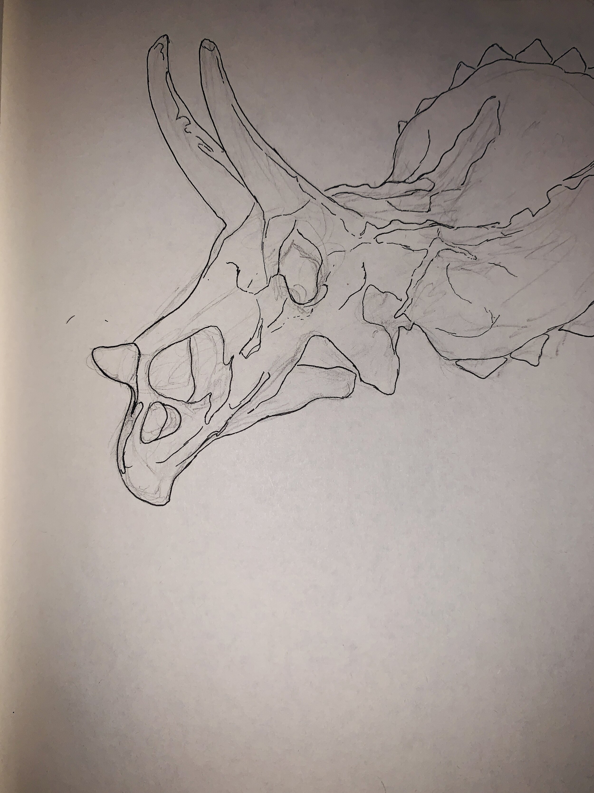 P25 - MOR Triceratops, inked.jpg