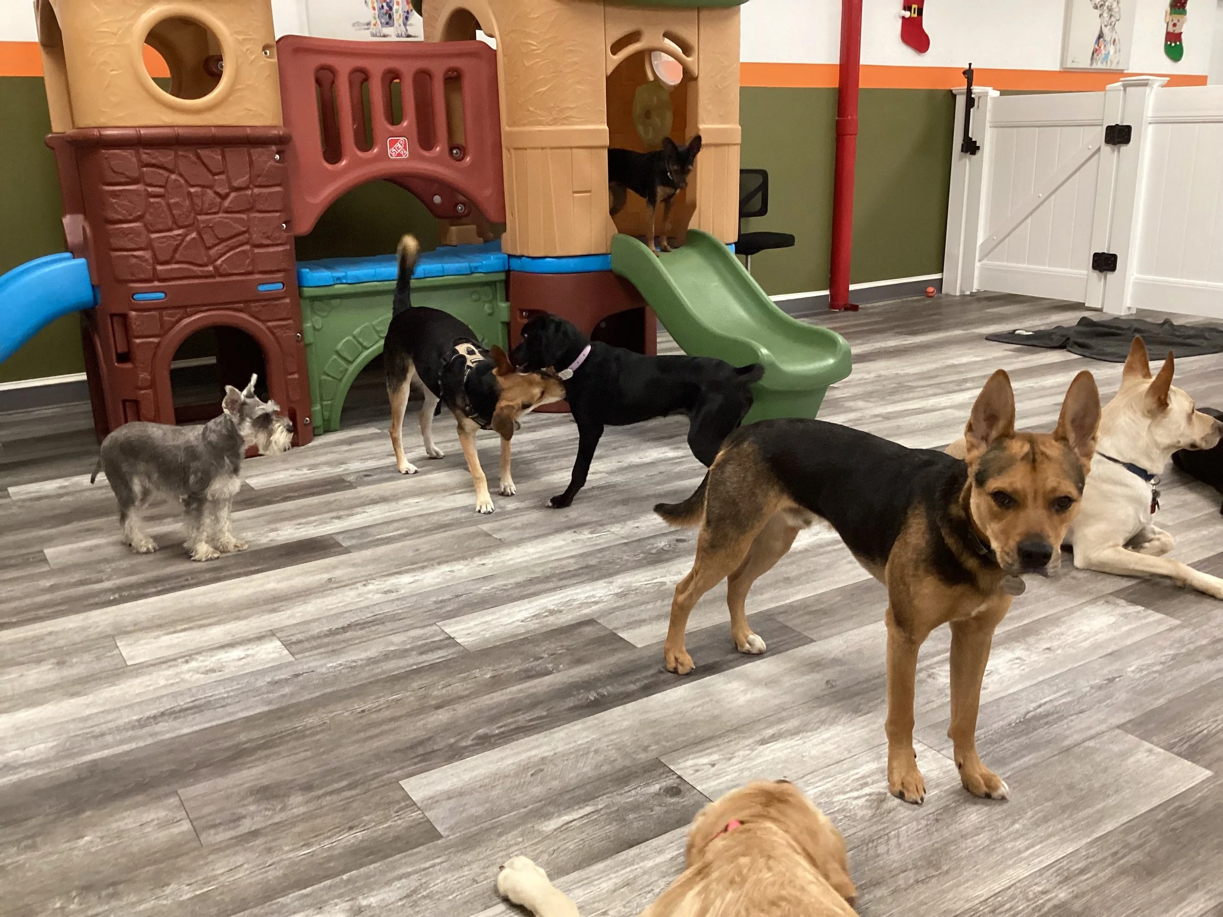 Daycare.Dogs at Playset.jpeg
